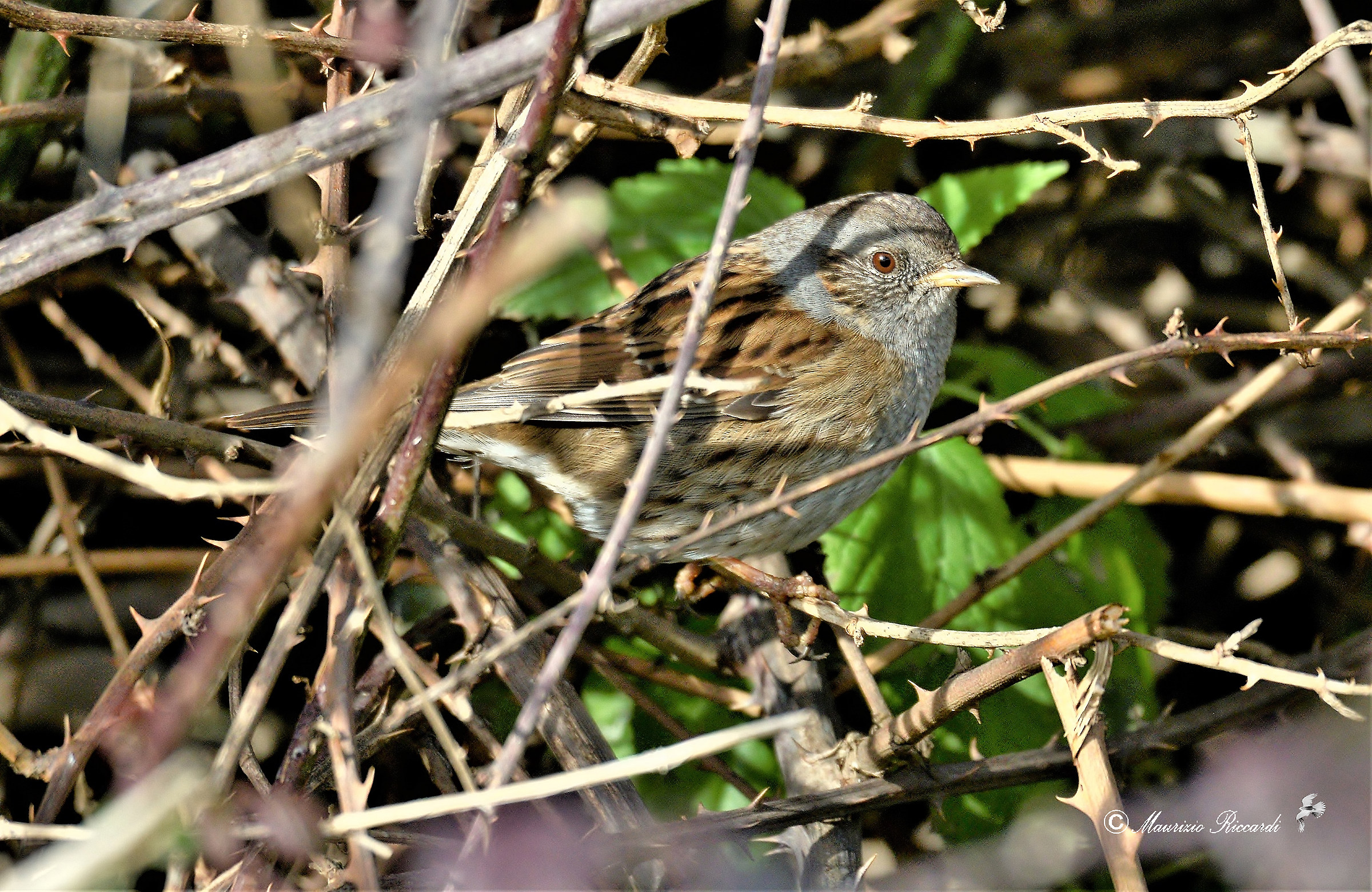 Passera Dunnock