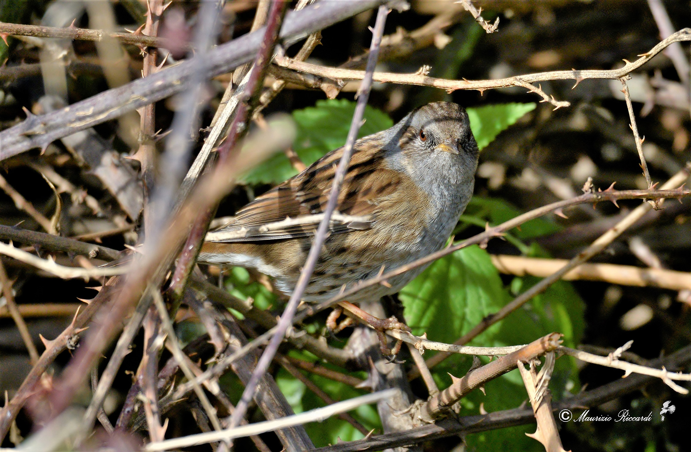Passera Dunnock