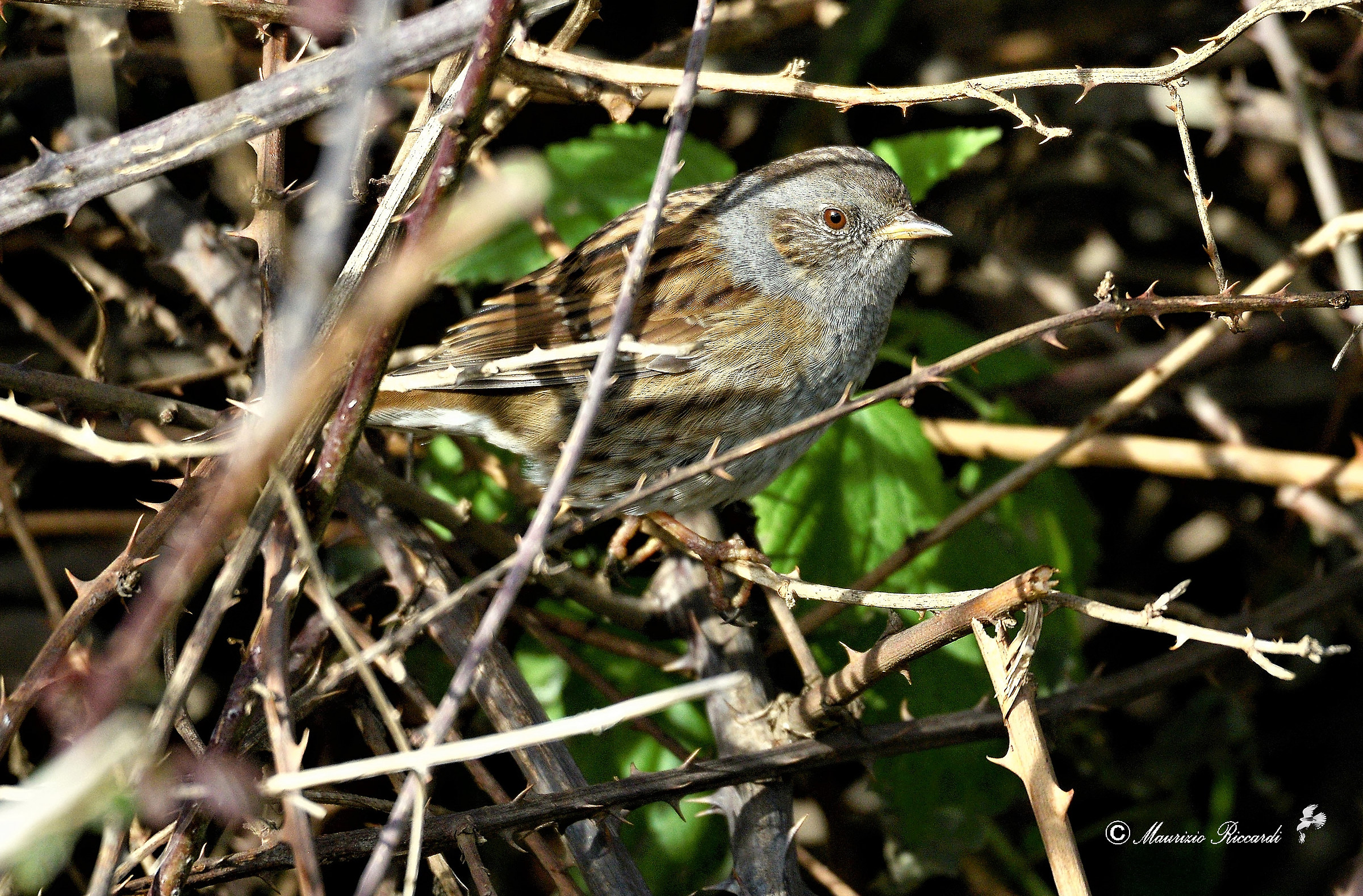 Passera Dunnock