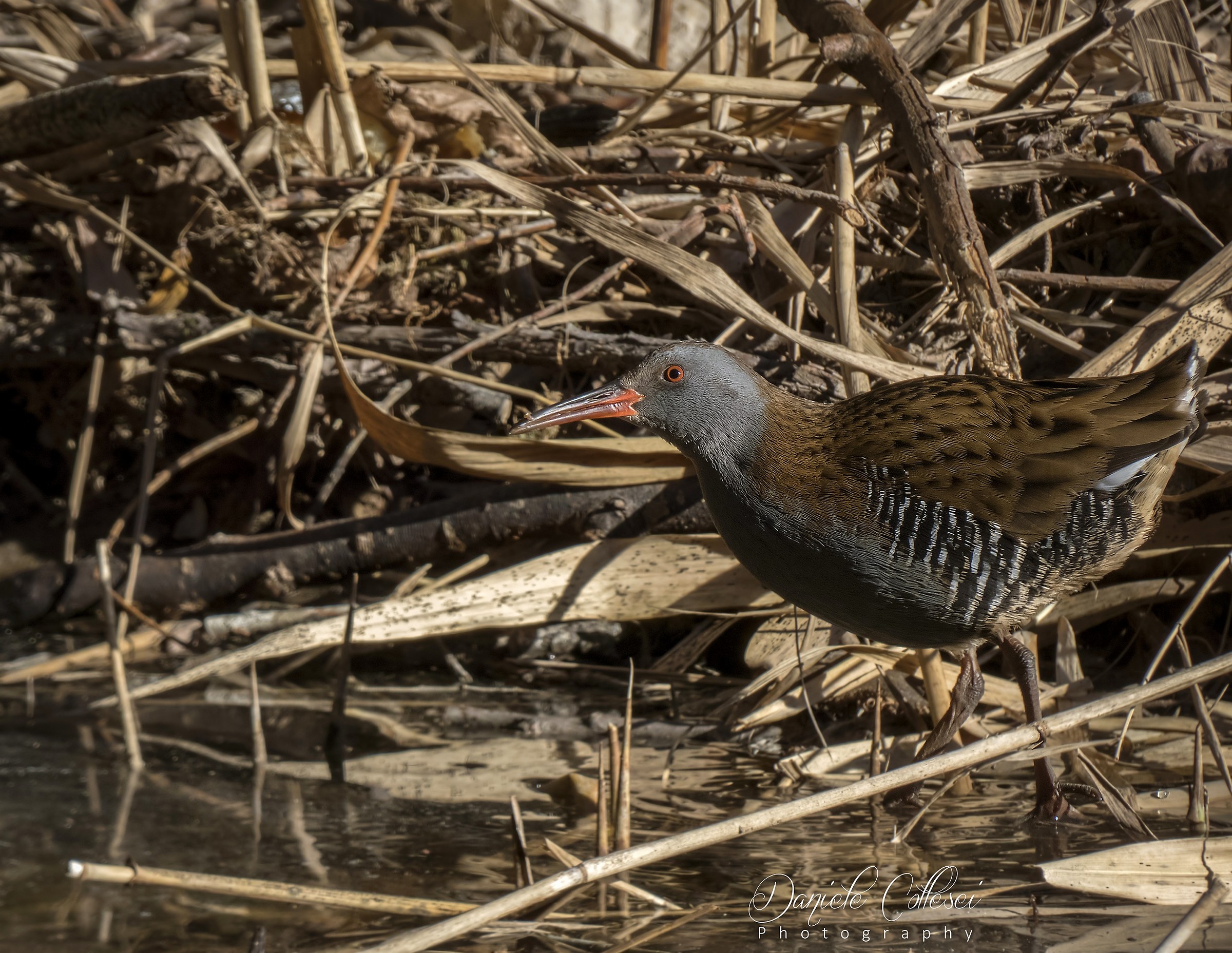 The mysterious inhabitant