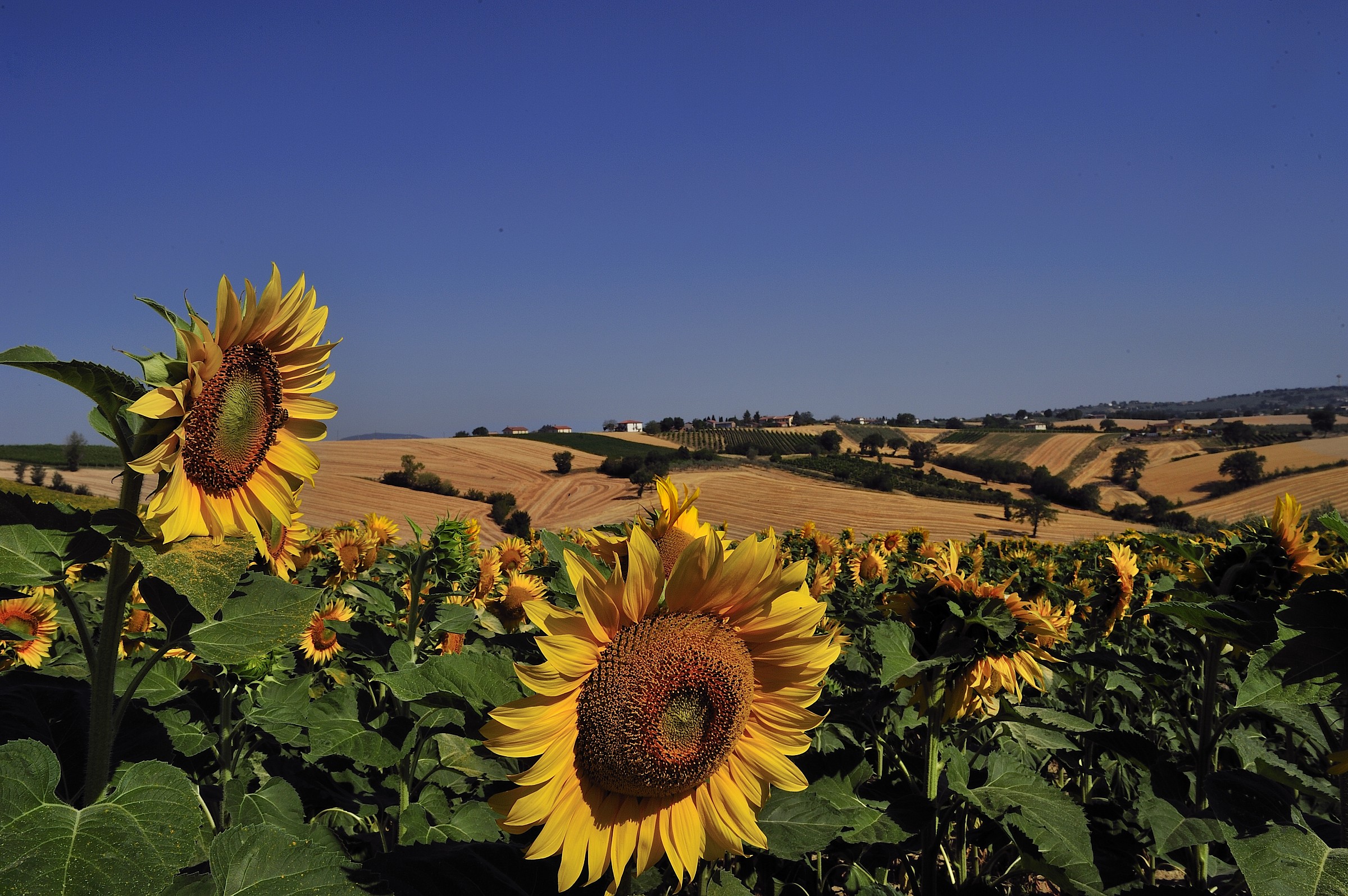 girasoli d'umbria