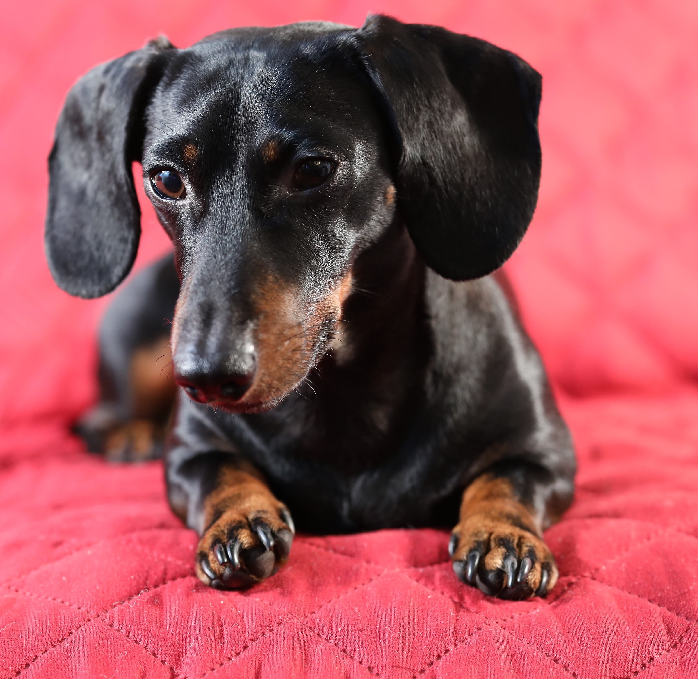 Rome our House giant: Peppe the Dachshund