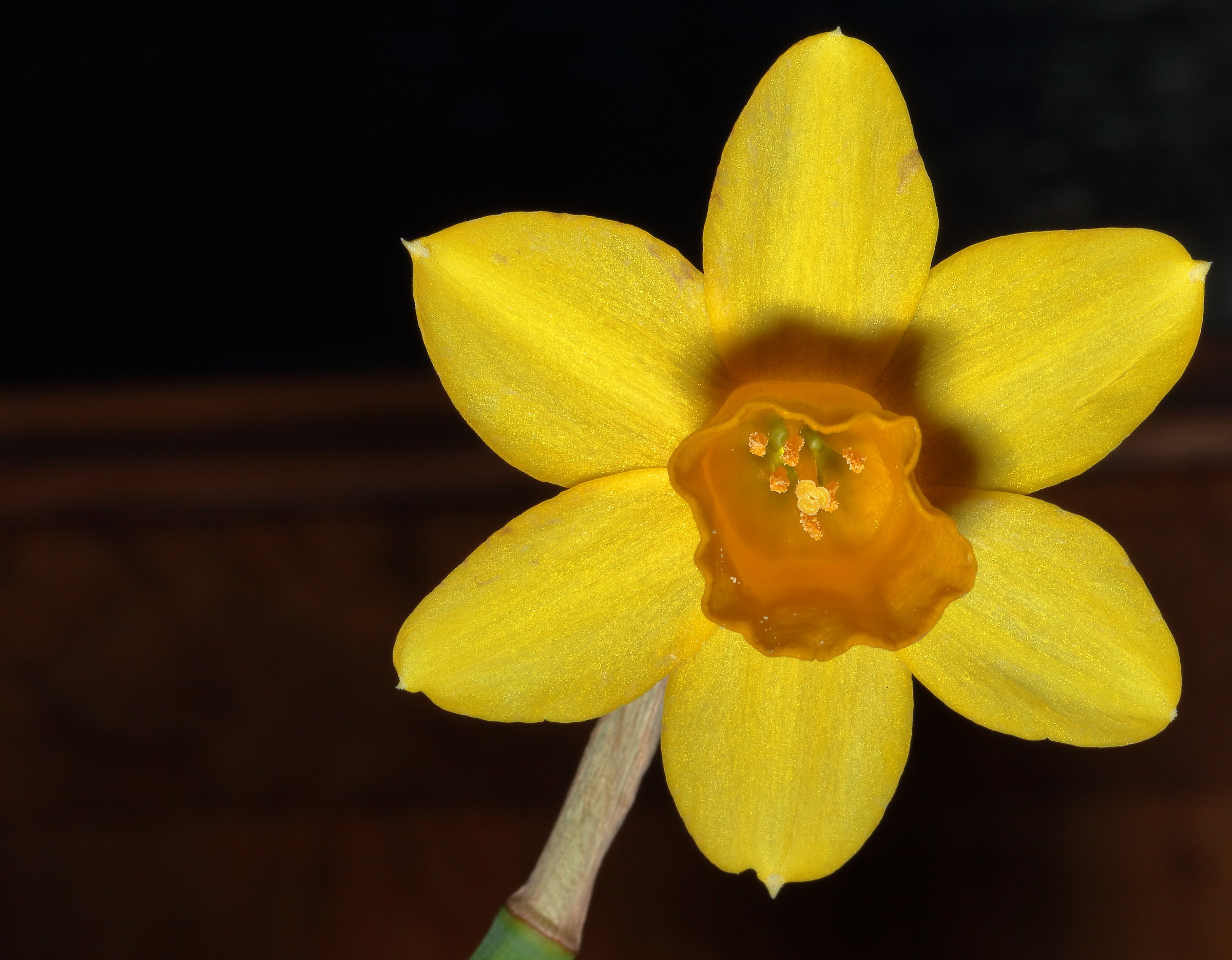 Narcissus 1