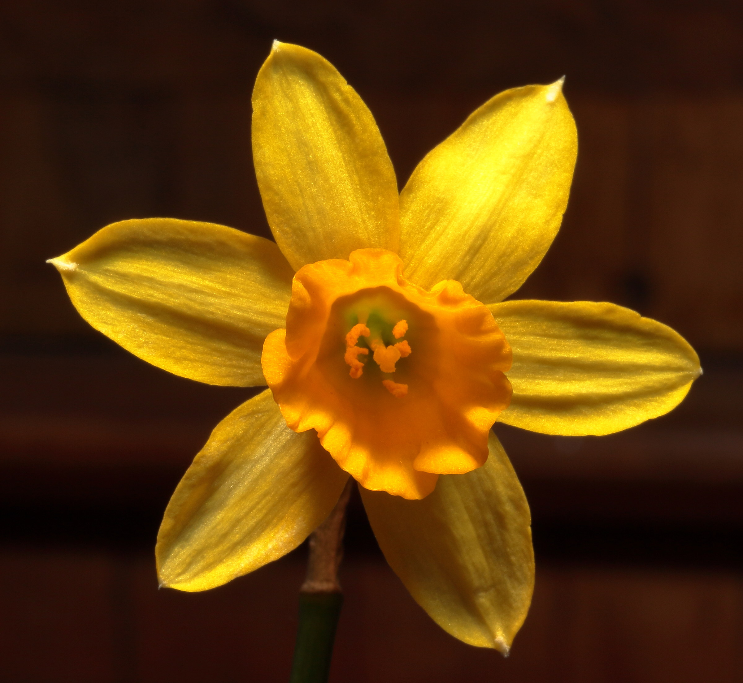 Narcissus 3