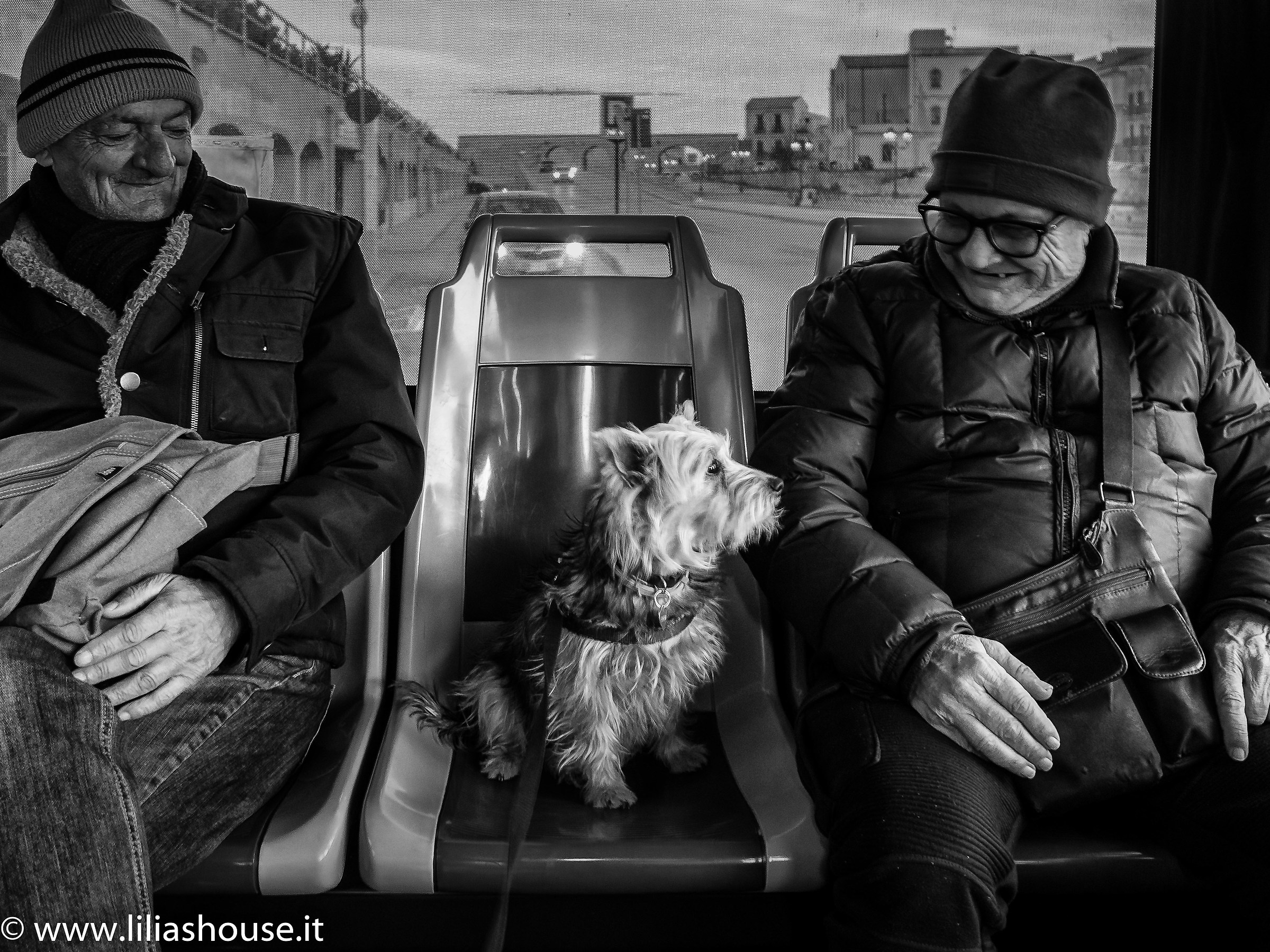 A four-legged passenger