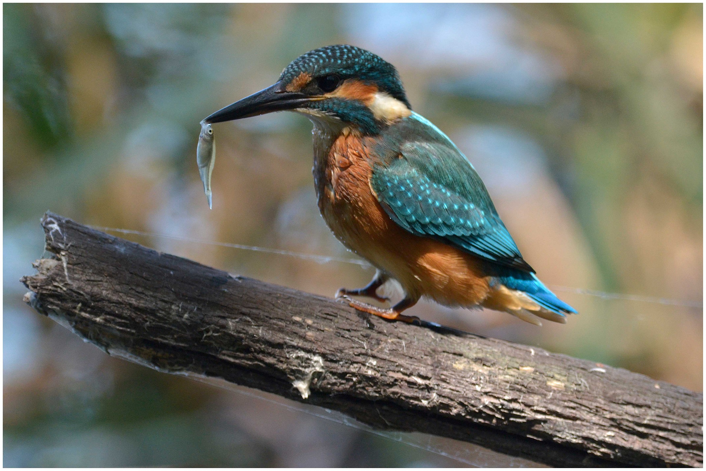 Kingfisher
