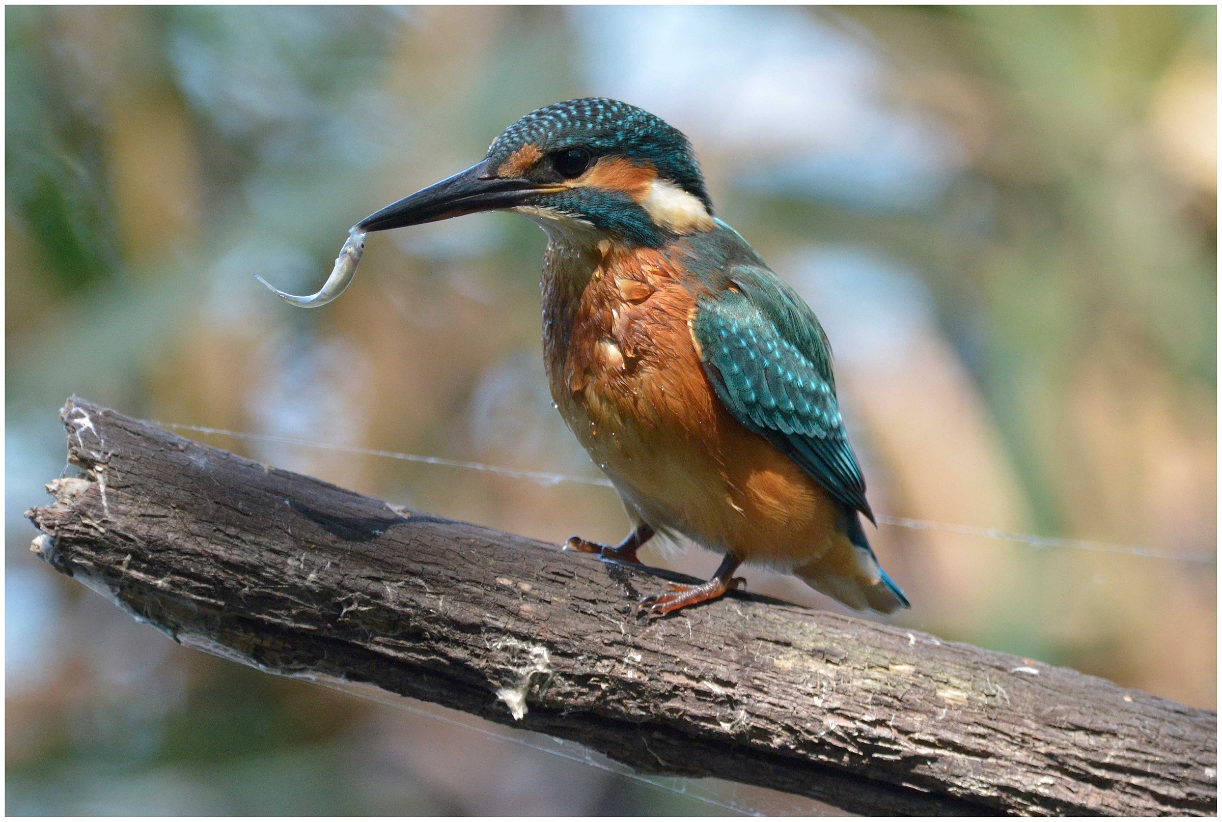 Kingfisher