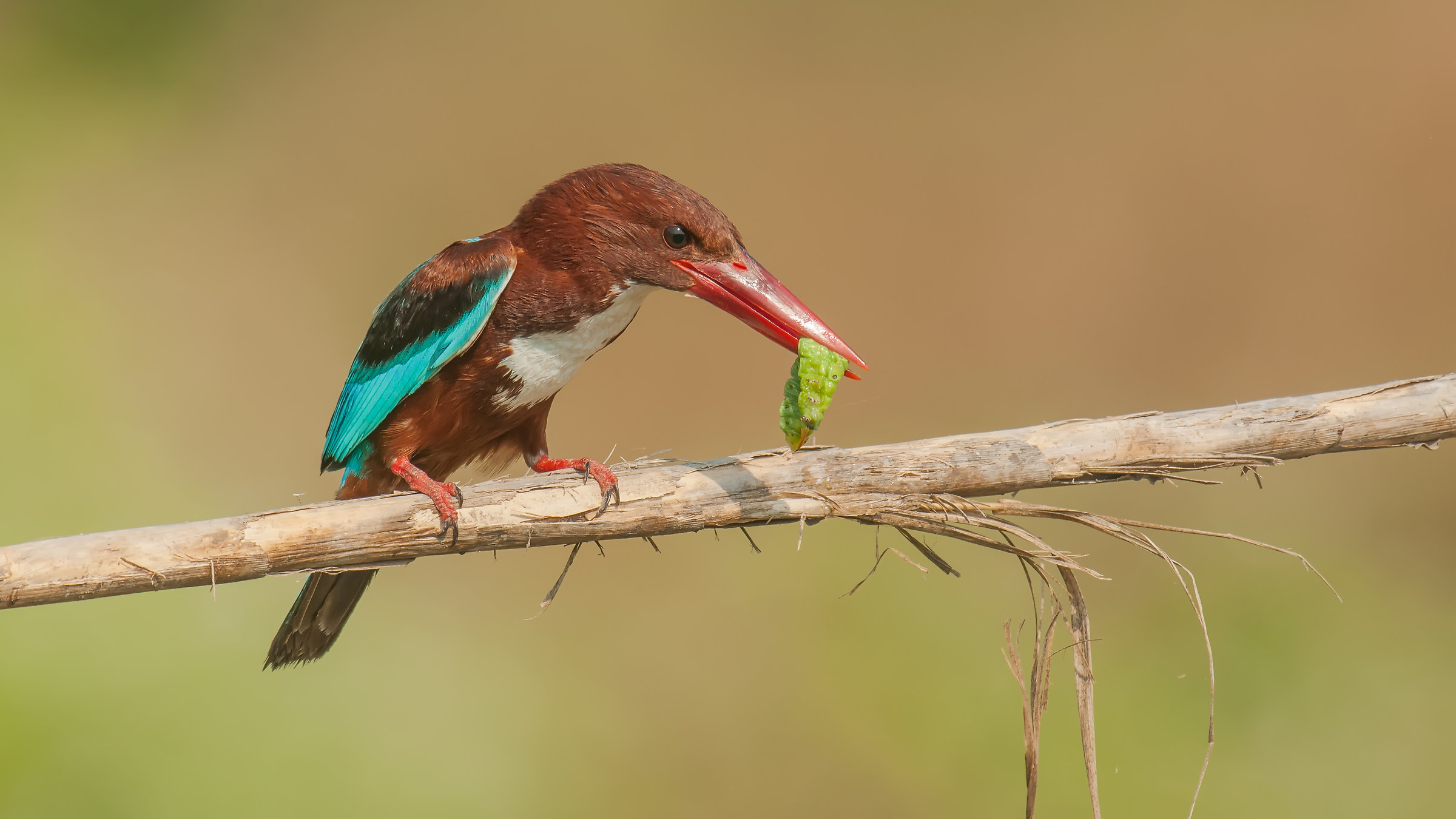 Izmir yal?çapk?n?» Kingfisher con gola bianca&r...