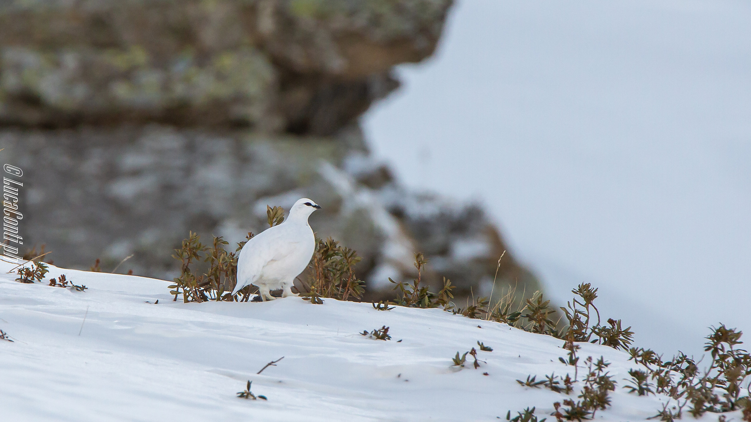 Gennaio 2019, Pernice bianca , Valsassina