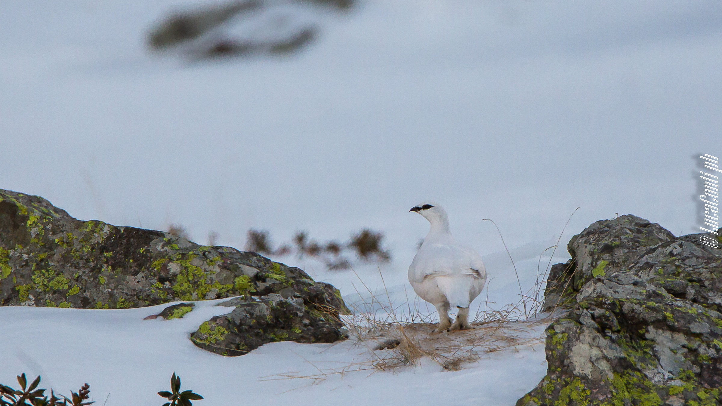 Gennaio 2019, Pernice bianca , Valsassina
