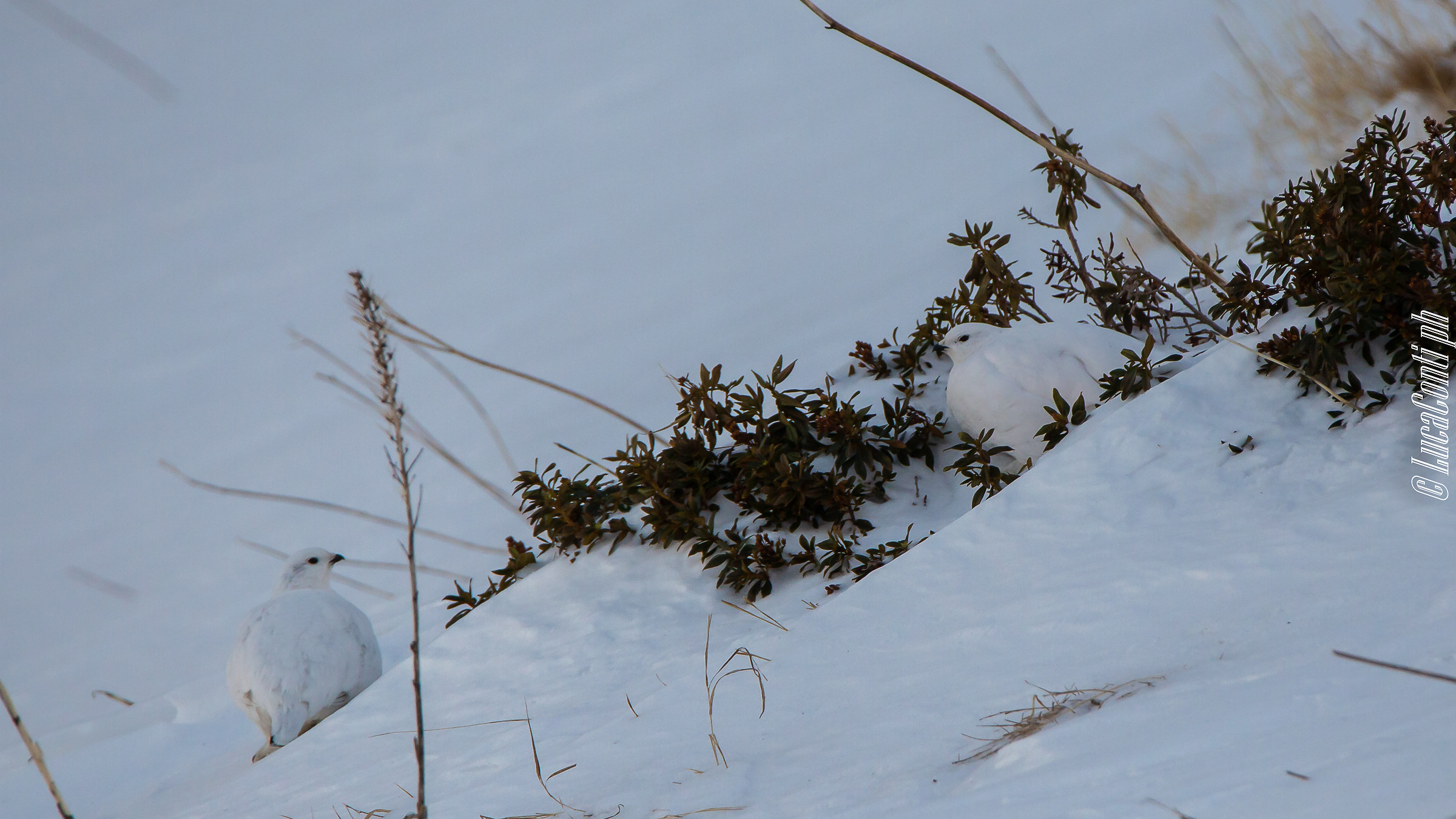 Gennaio 2019, Pernice bianca , Valsassina