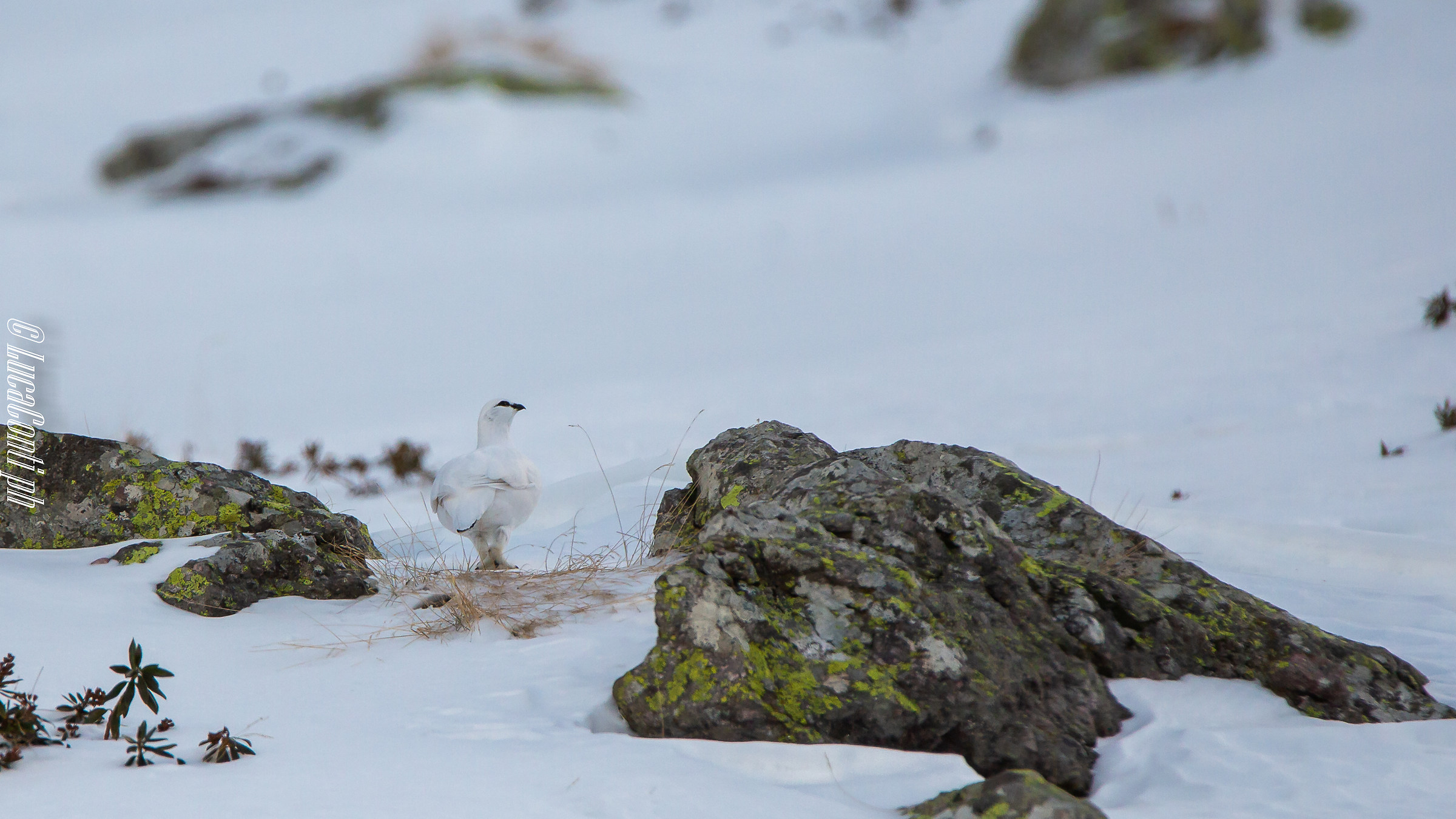 Gennaio 2019, Pernice bianca , Valsassina