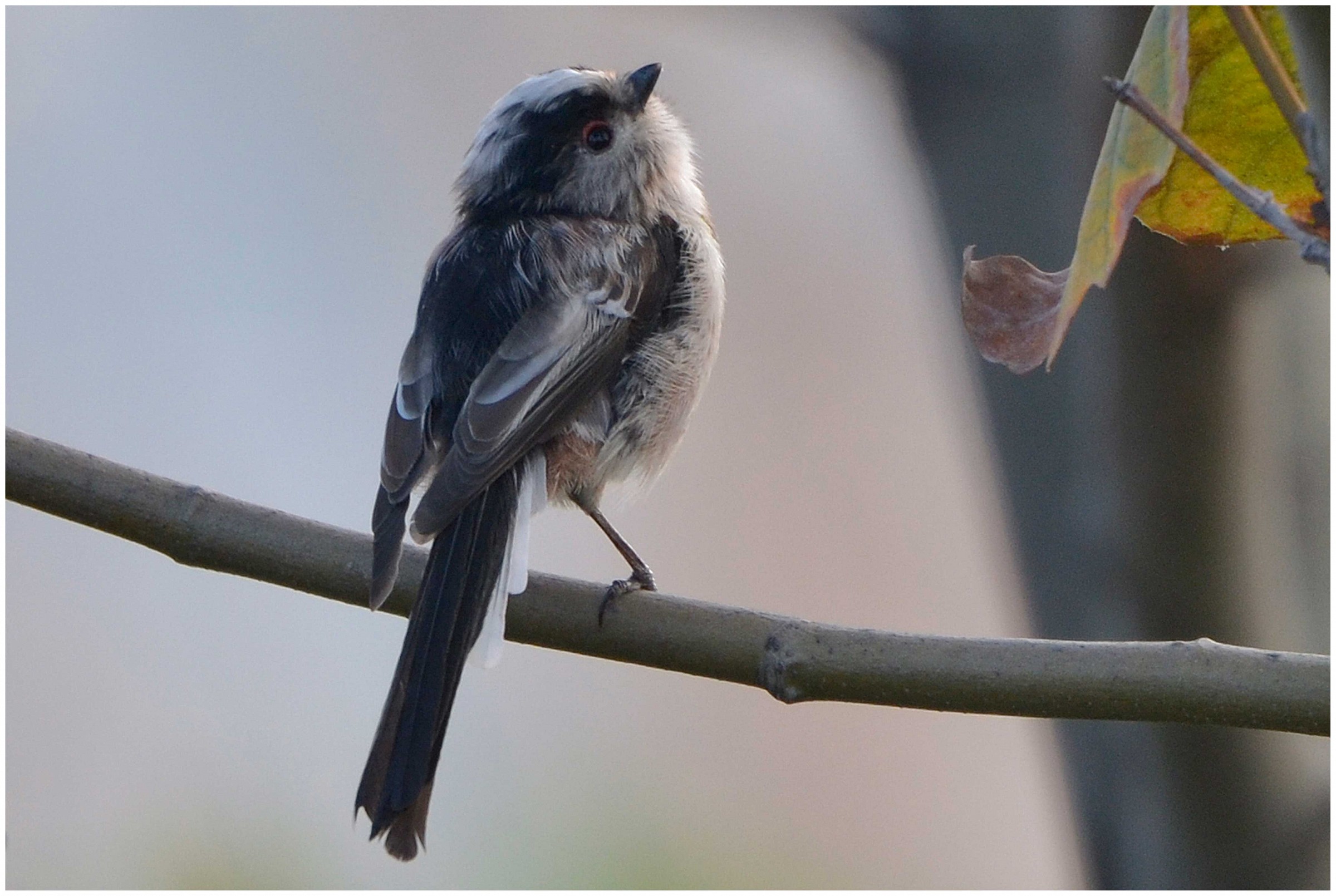 Long-tailed Tit
