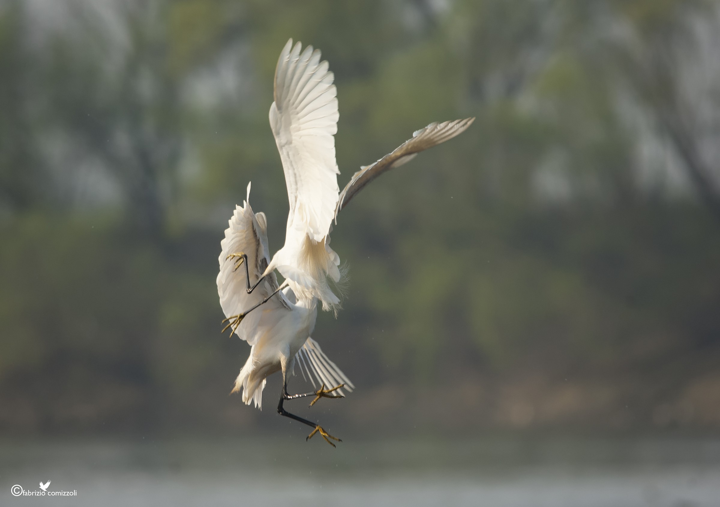 Garzetta - Egretta garzetta