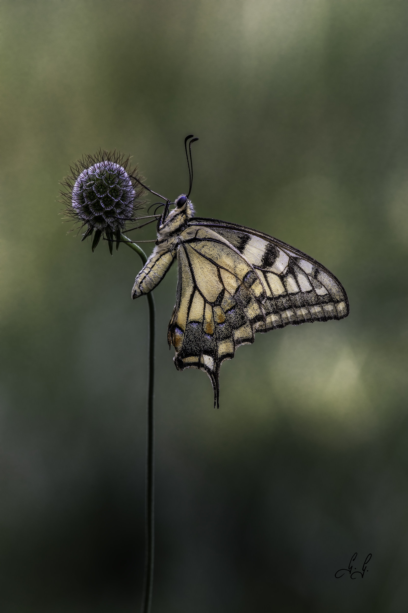 The Papilio machaon