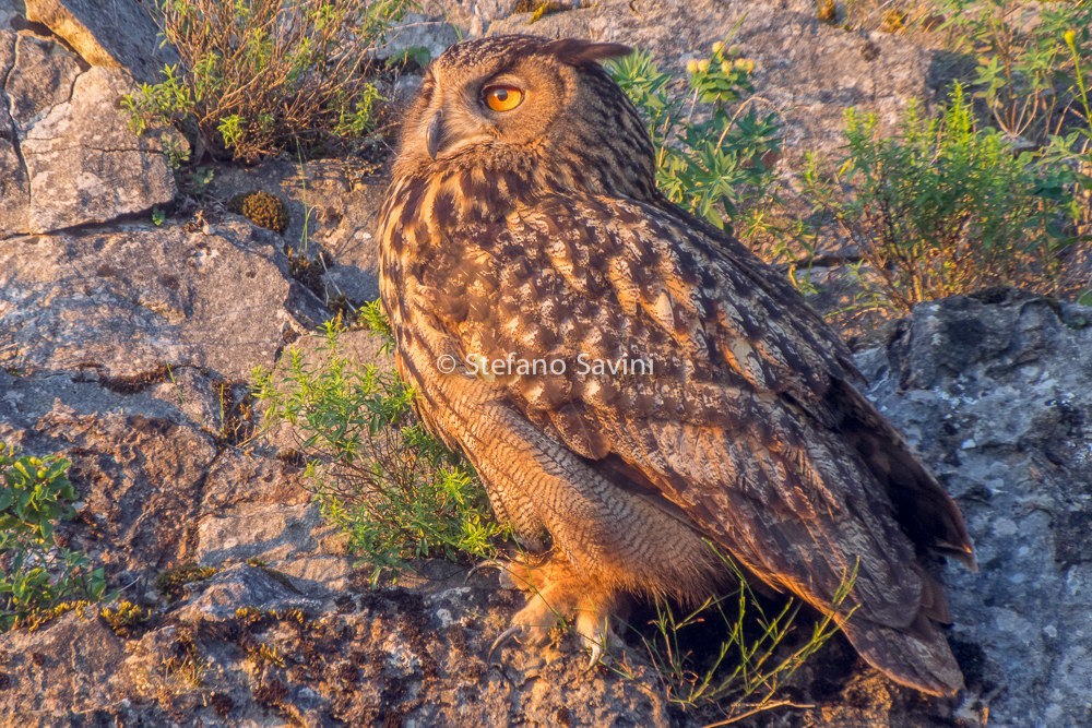 Se lo prendo è perchè lui lo vuole.....