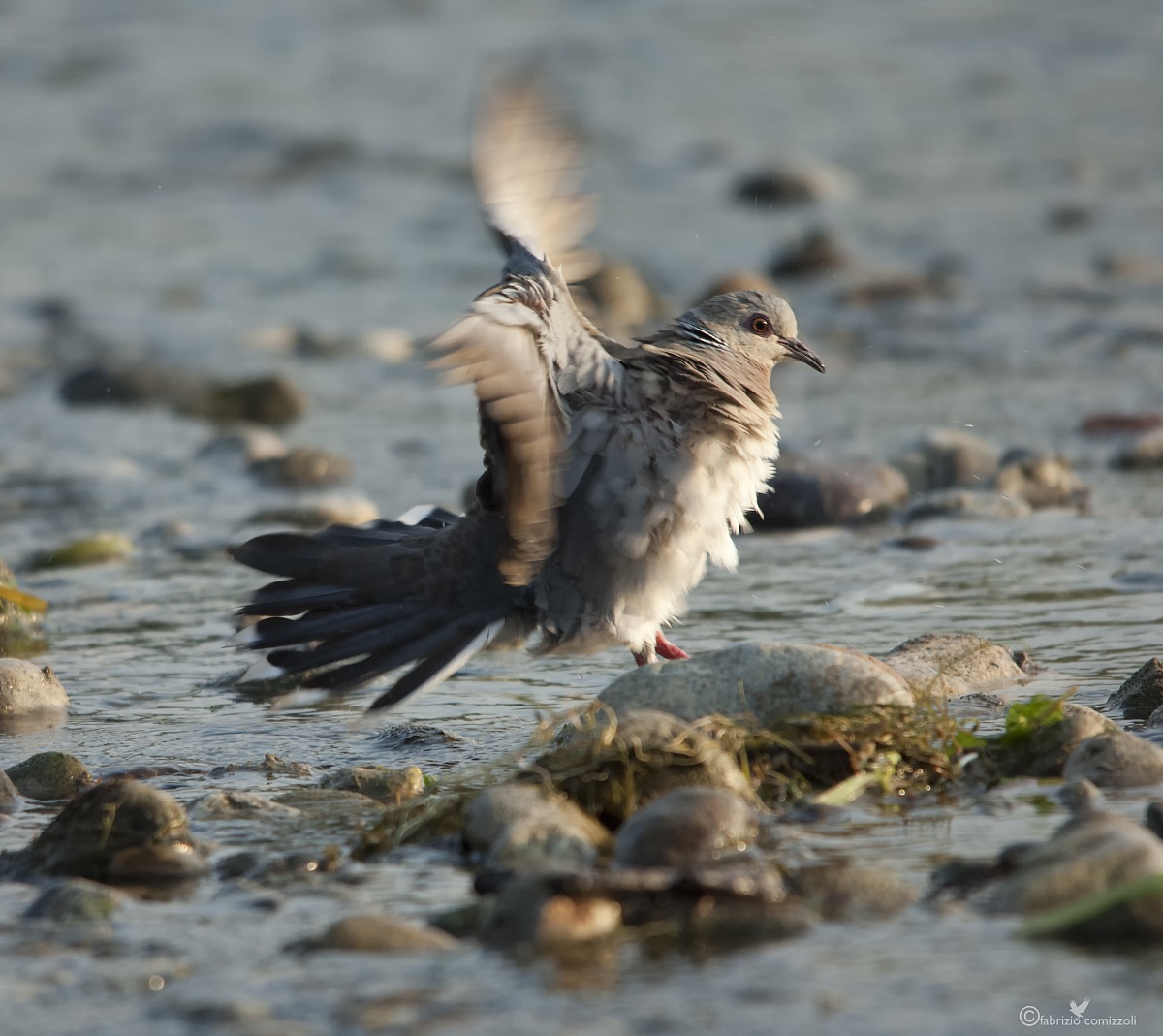Tortora selvatica - Streptopelia turtur