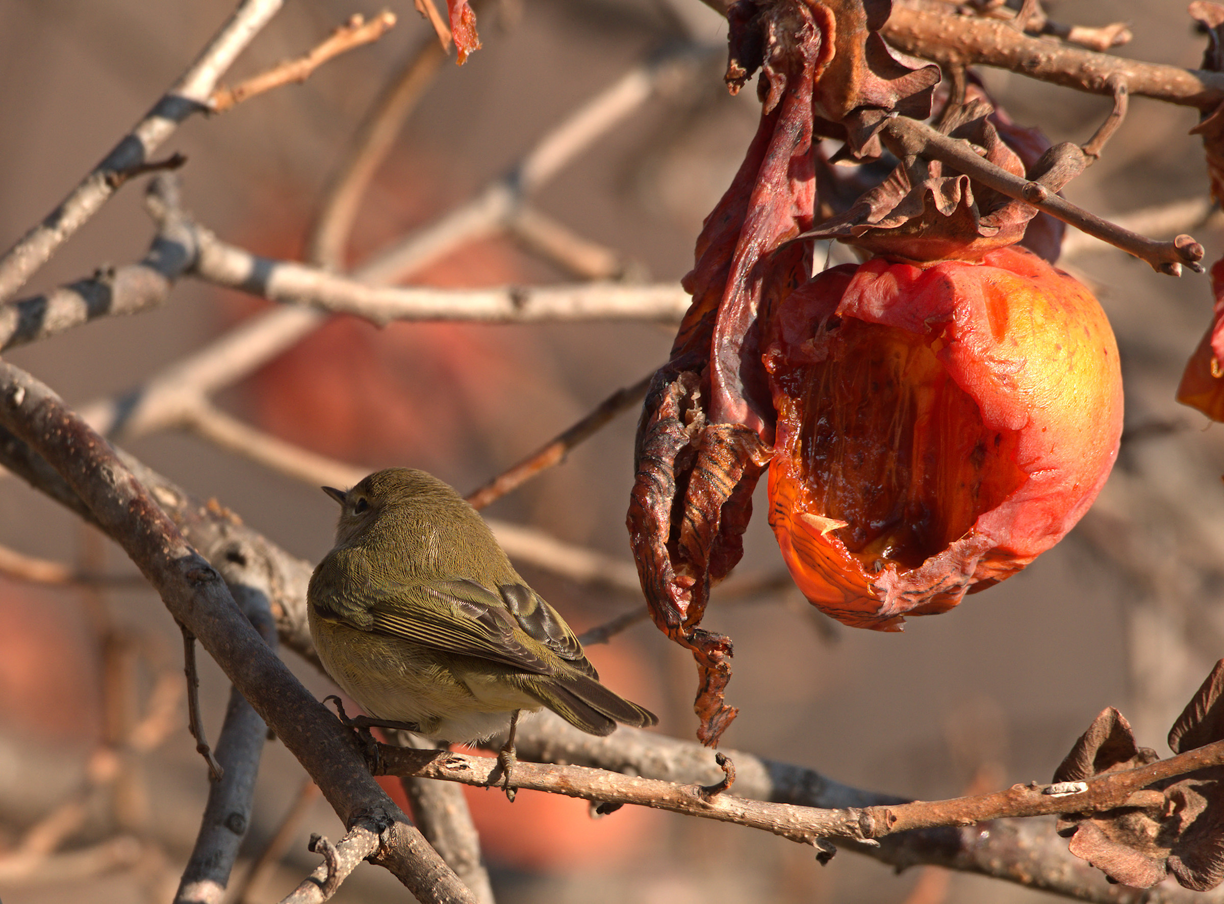 Small luì (Phylloscopus collybita)