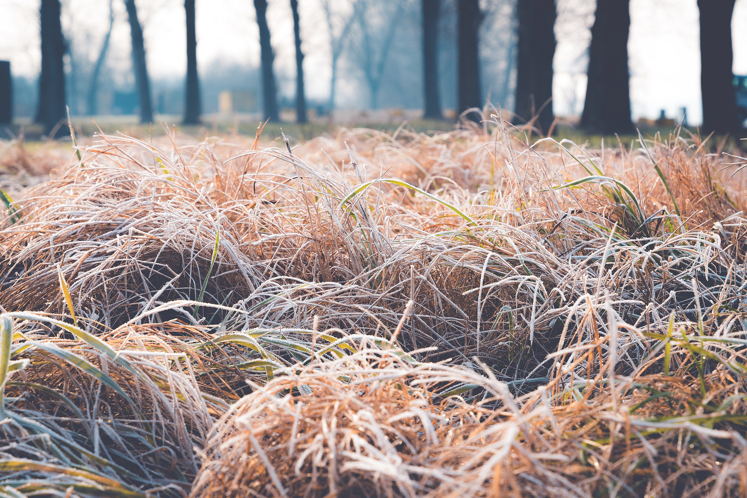 Sulla riva del lago di Mantova