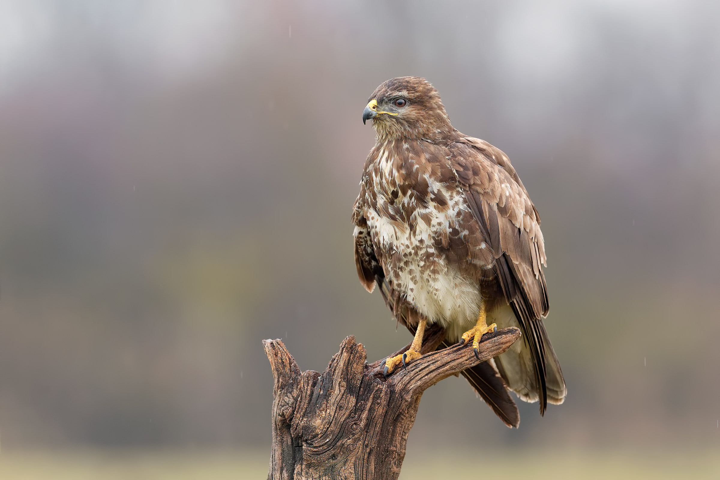 La matriarca (poiana) 4K