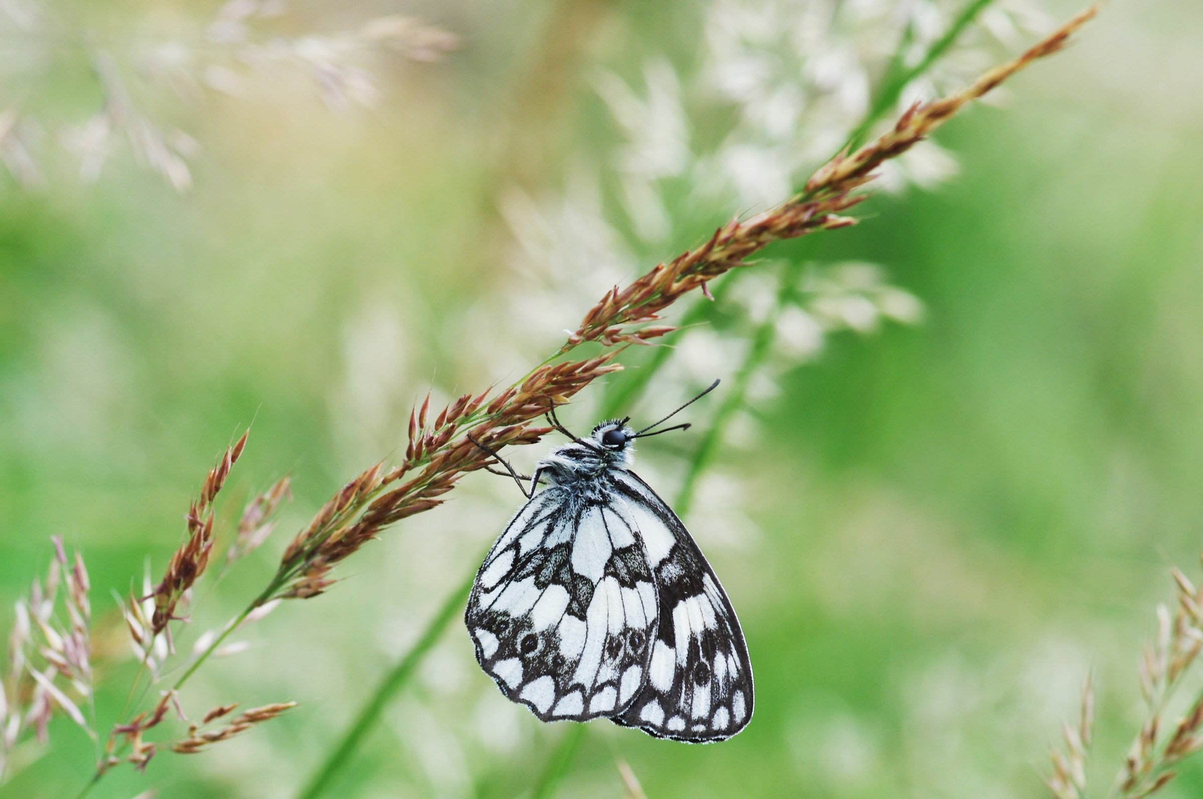 Galatea (Melanargia Galathea) female