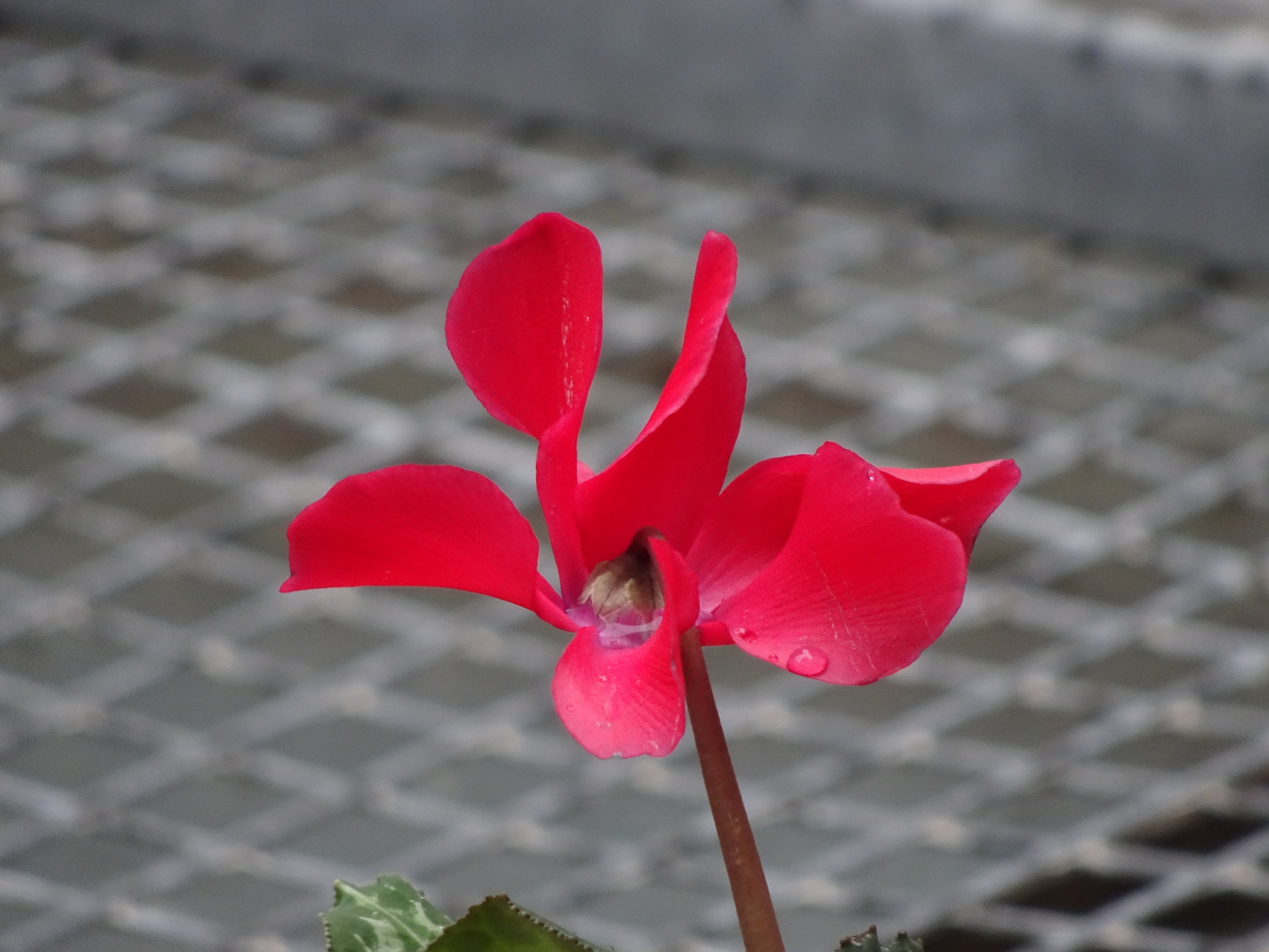 A Flower in the rain