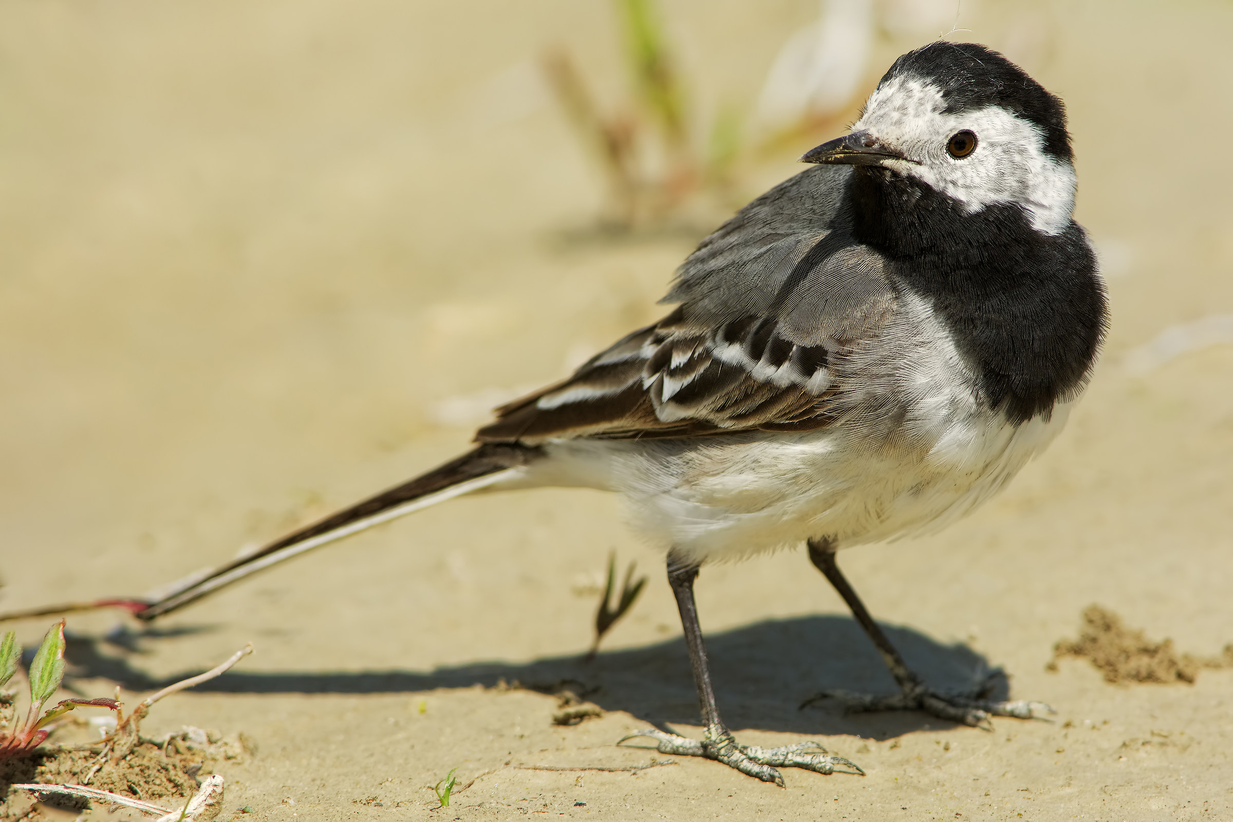 Ballerina bianca (Motacilla alba)