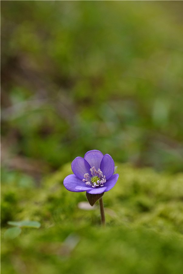 Hepatica nobilis