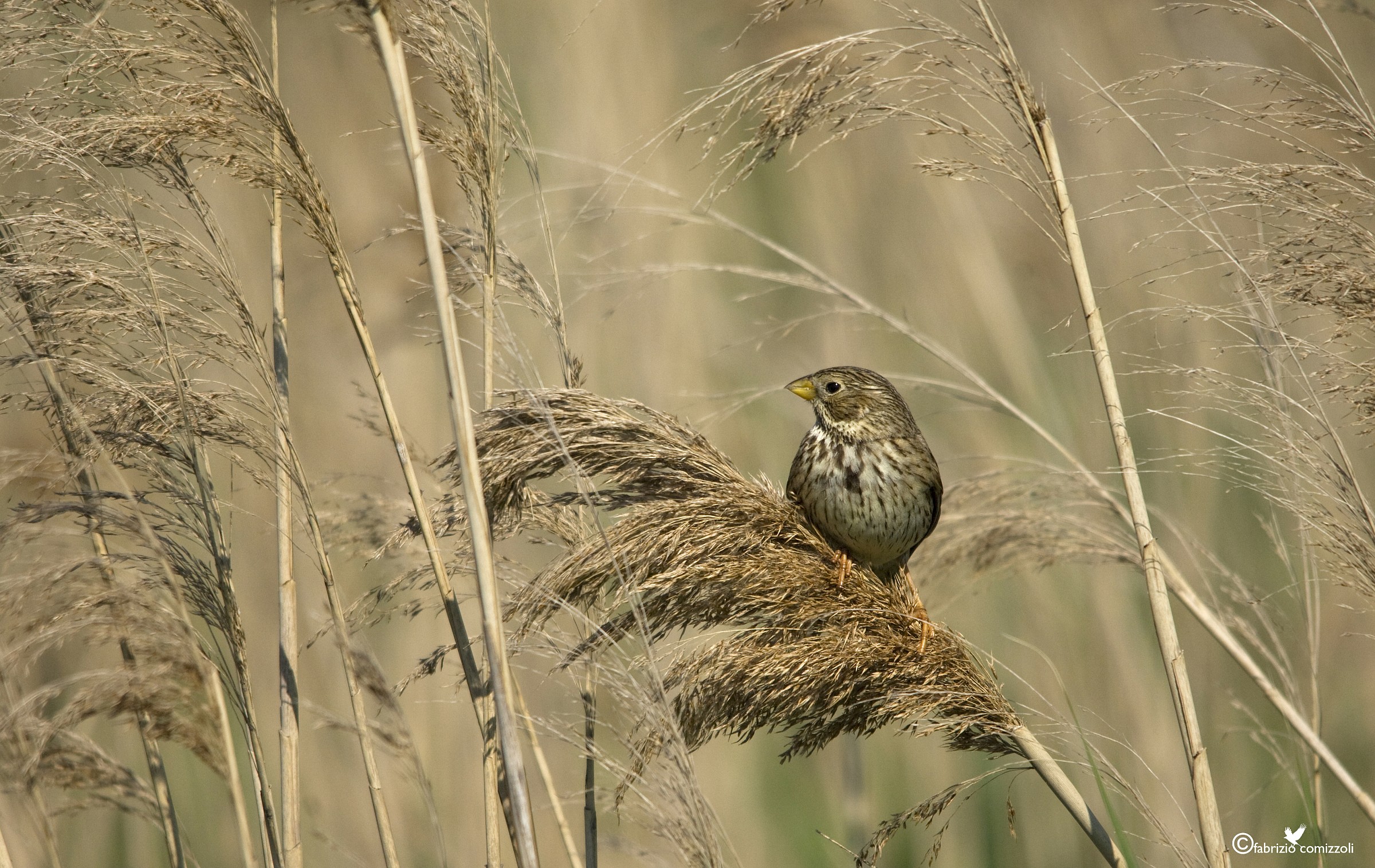 Strillozzo - Miliaria calandra