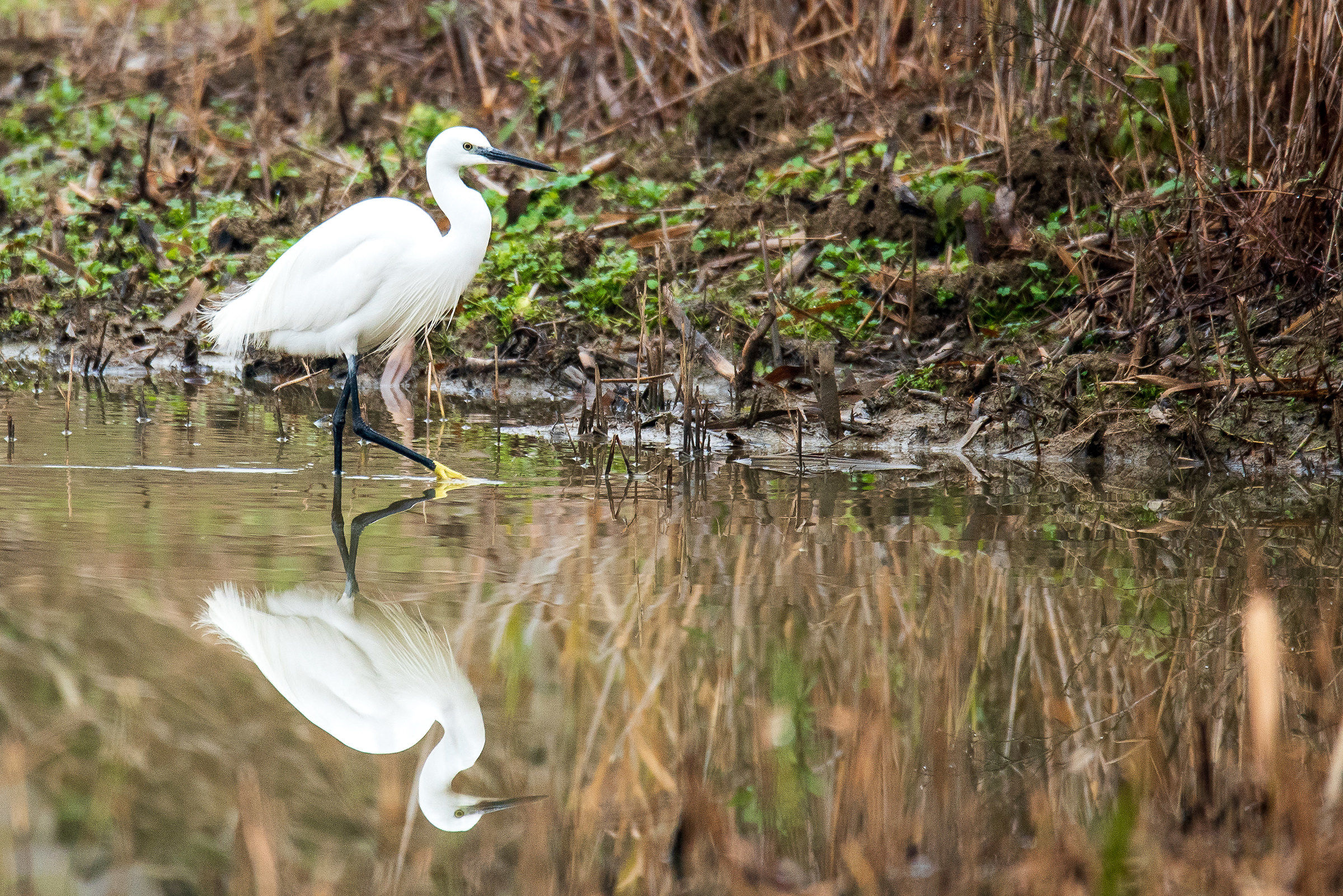 Egret