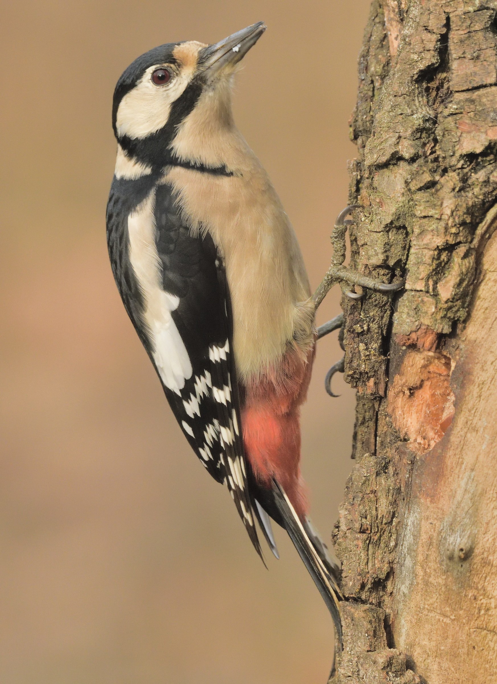 Female Big Red Woodpeckers