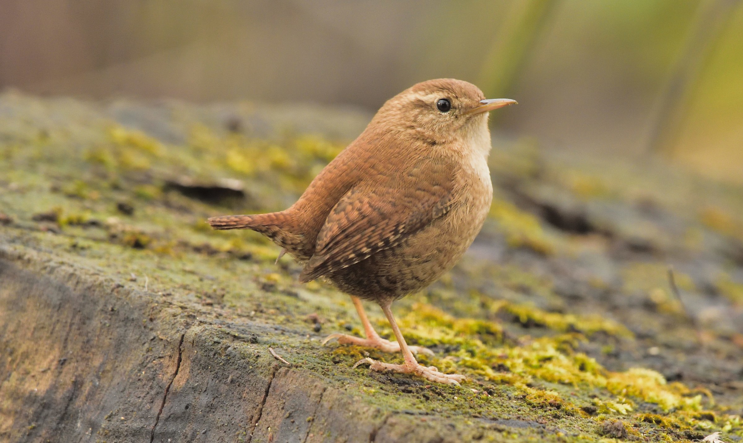 Wren