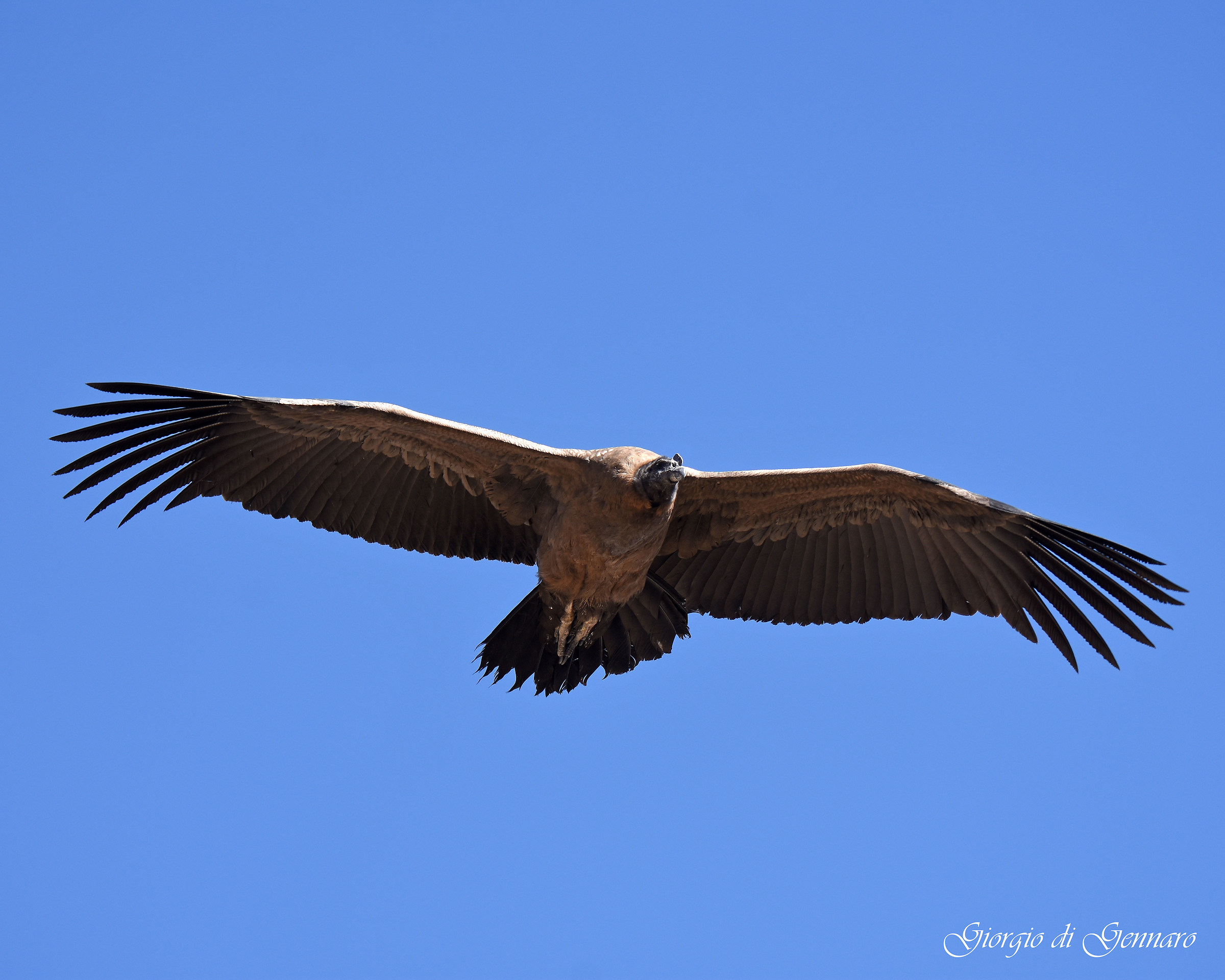 Condor (Vultur gryphus)