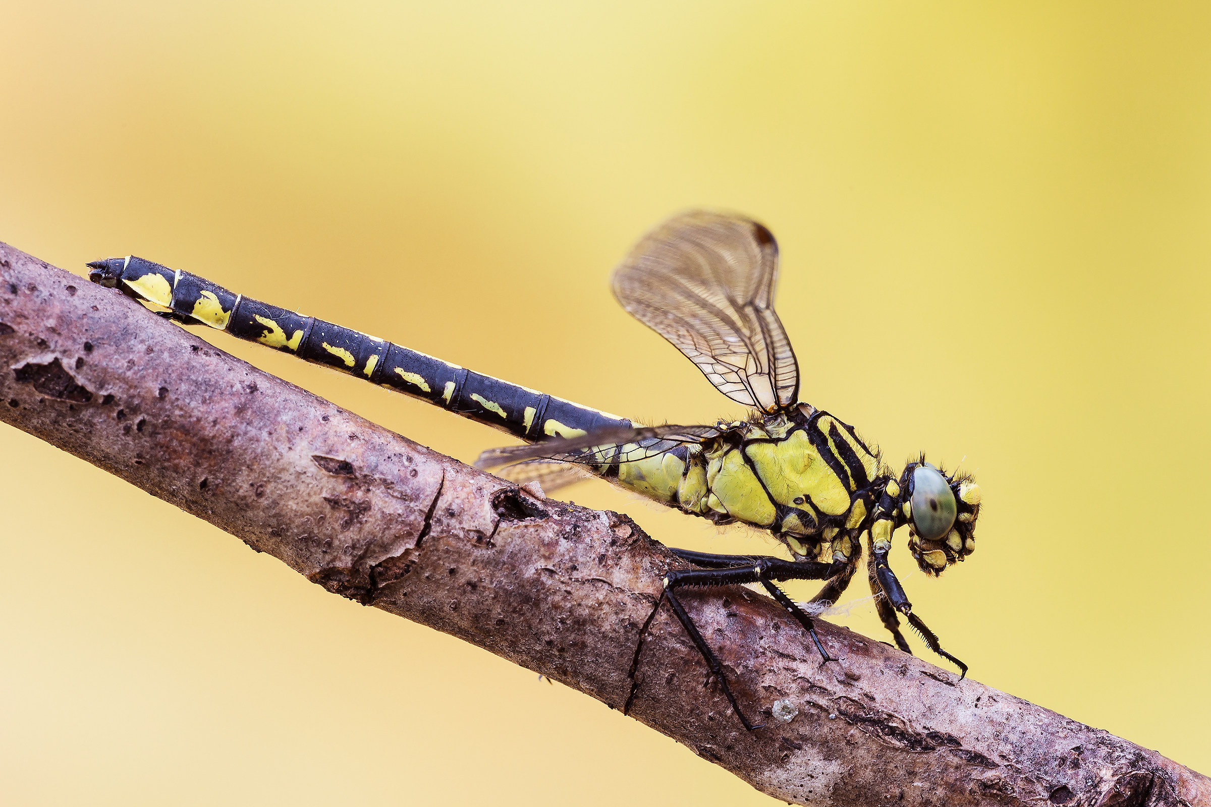 Gomphus Vulgatissimus