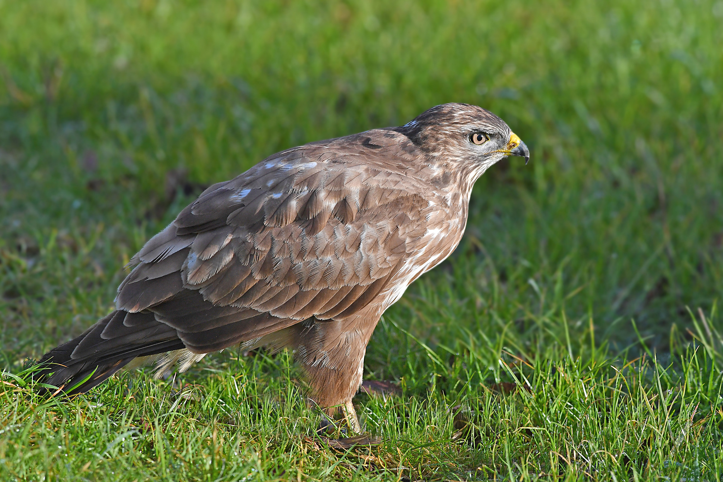Stories of Feathers (buzzard)