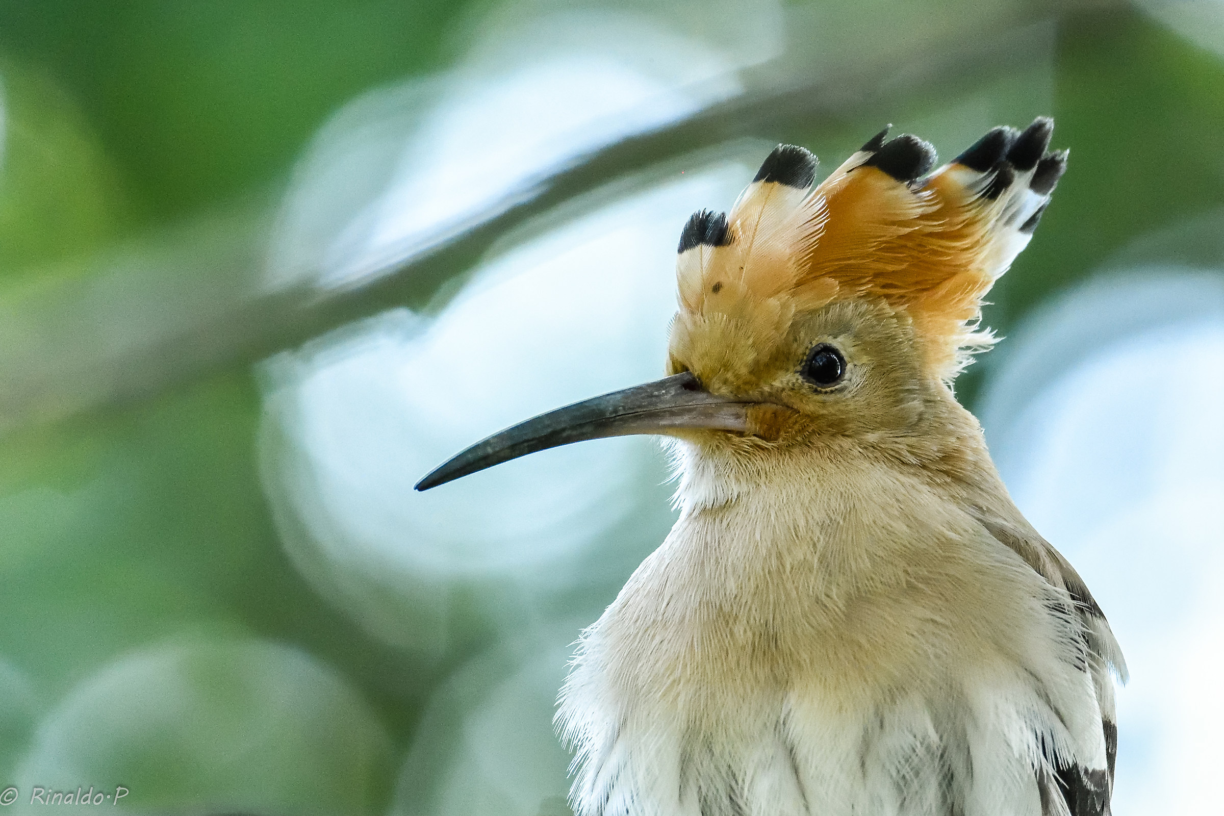 Hoopoe 1