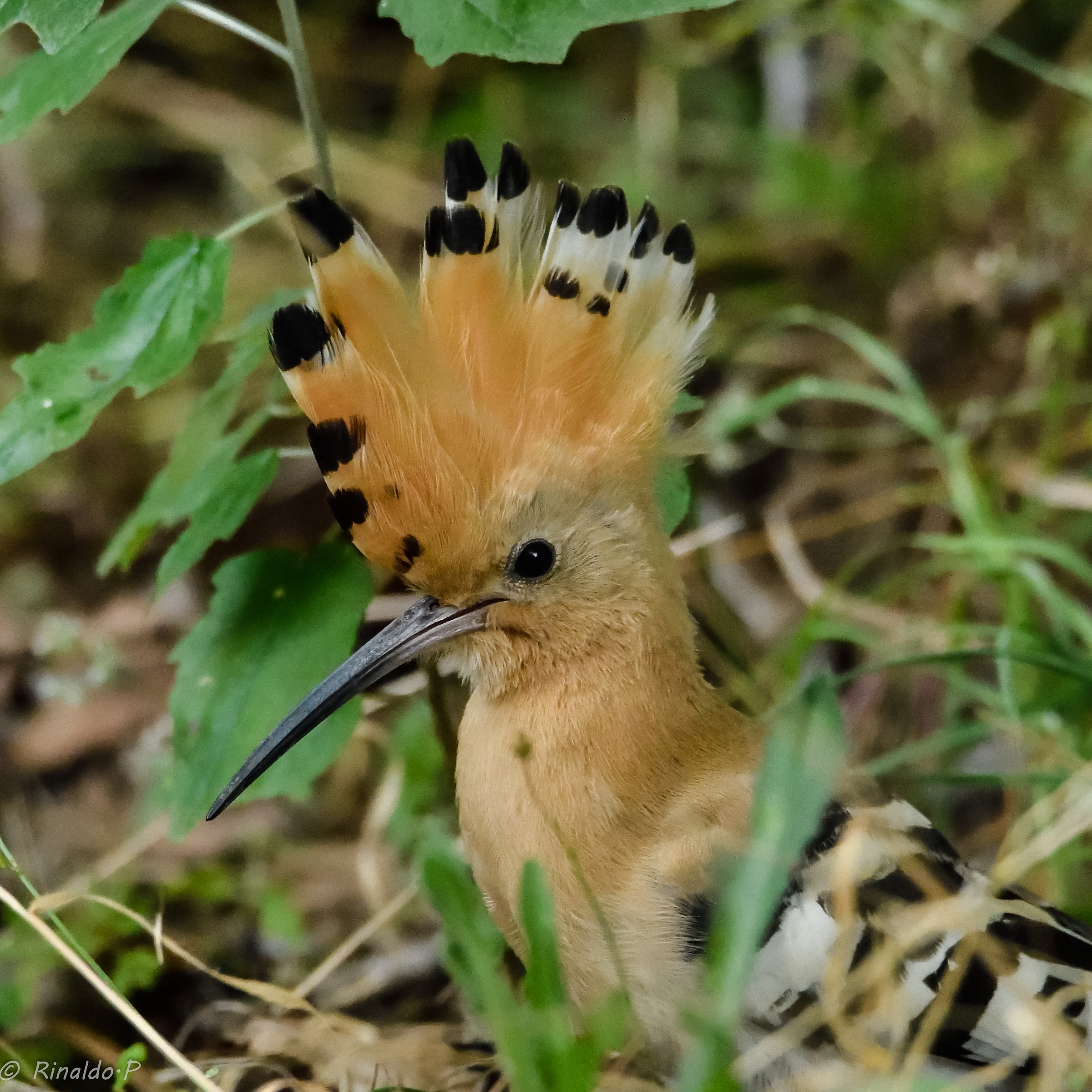 Hoopoe 2