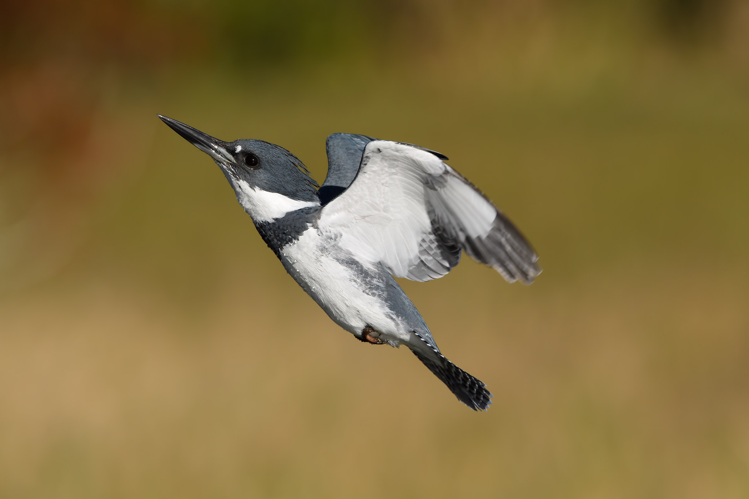 Belted Kingfisher