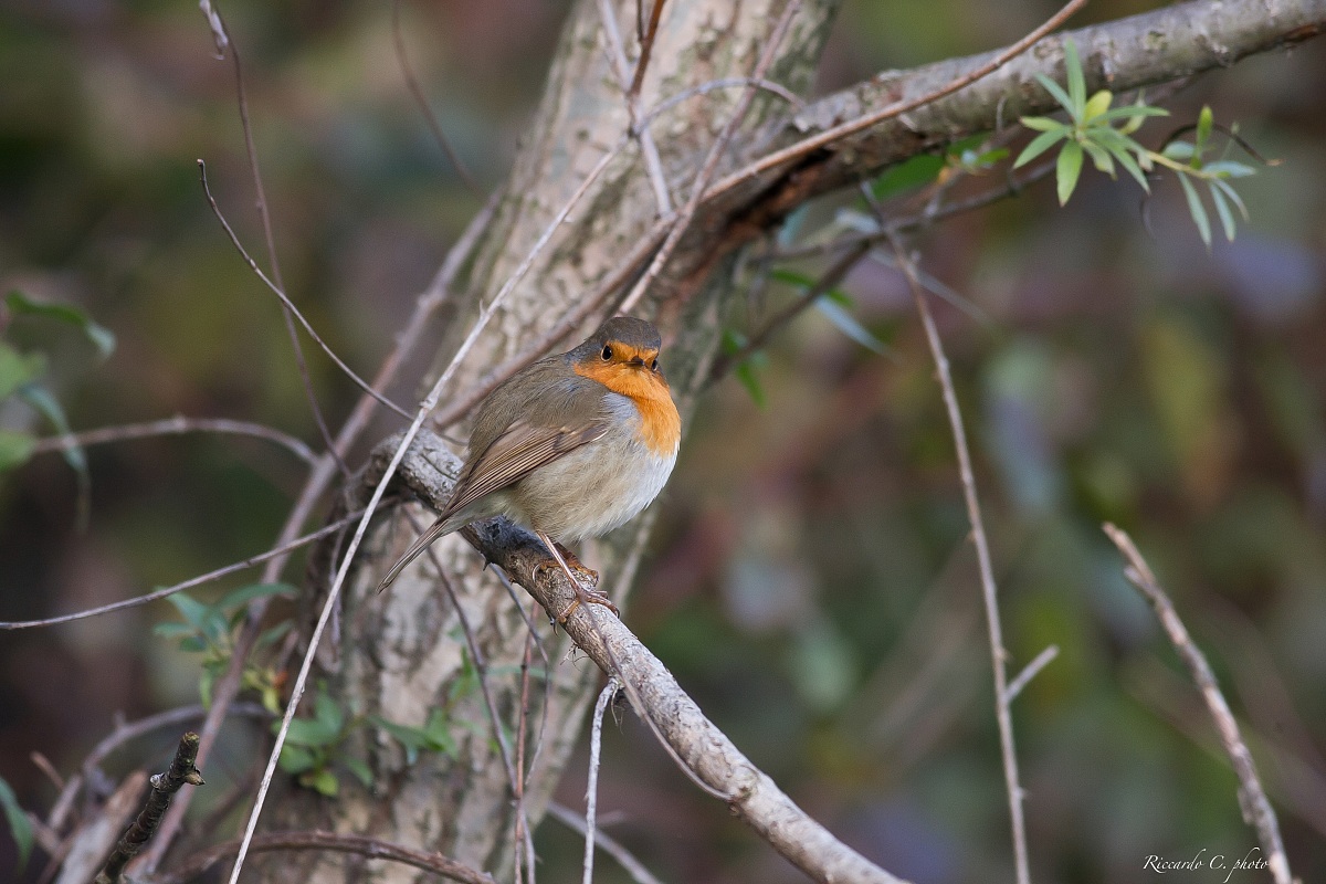 Robin novembrino ...