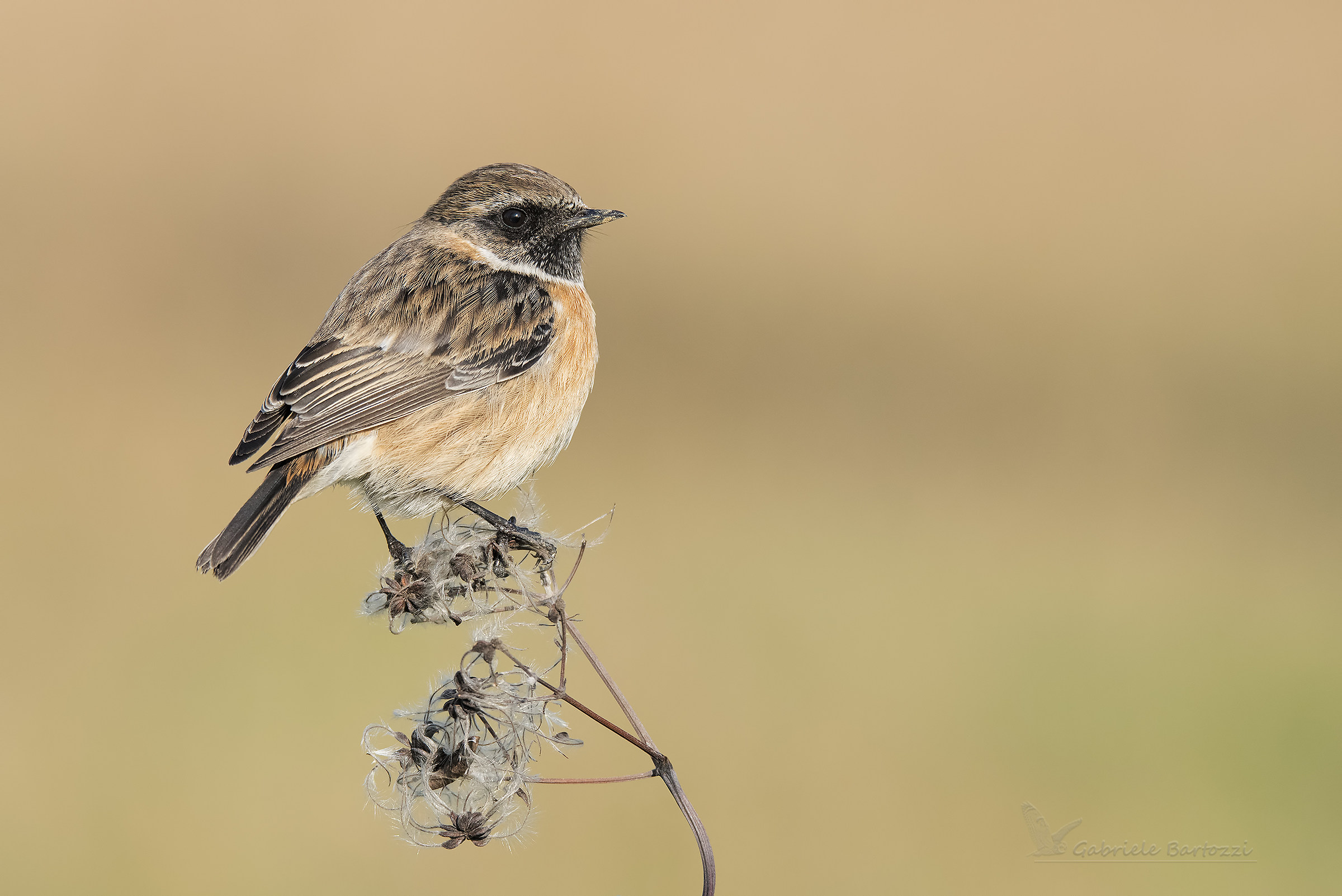 Stonechat
