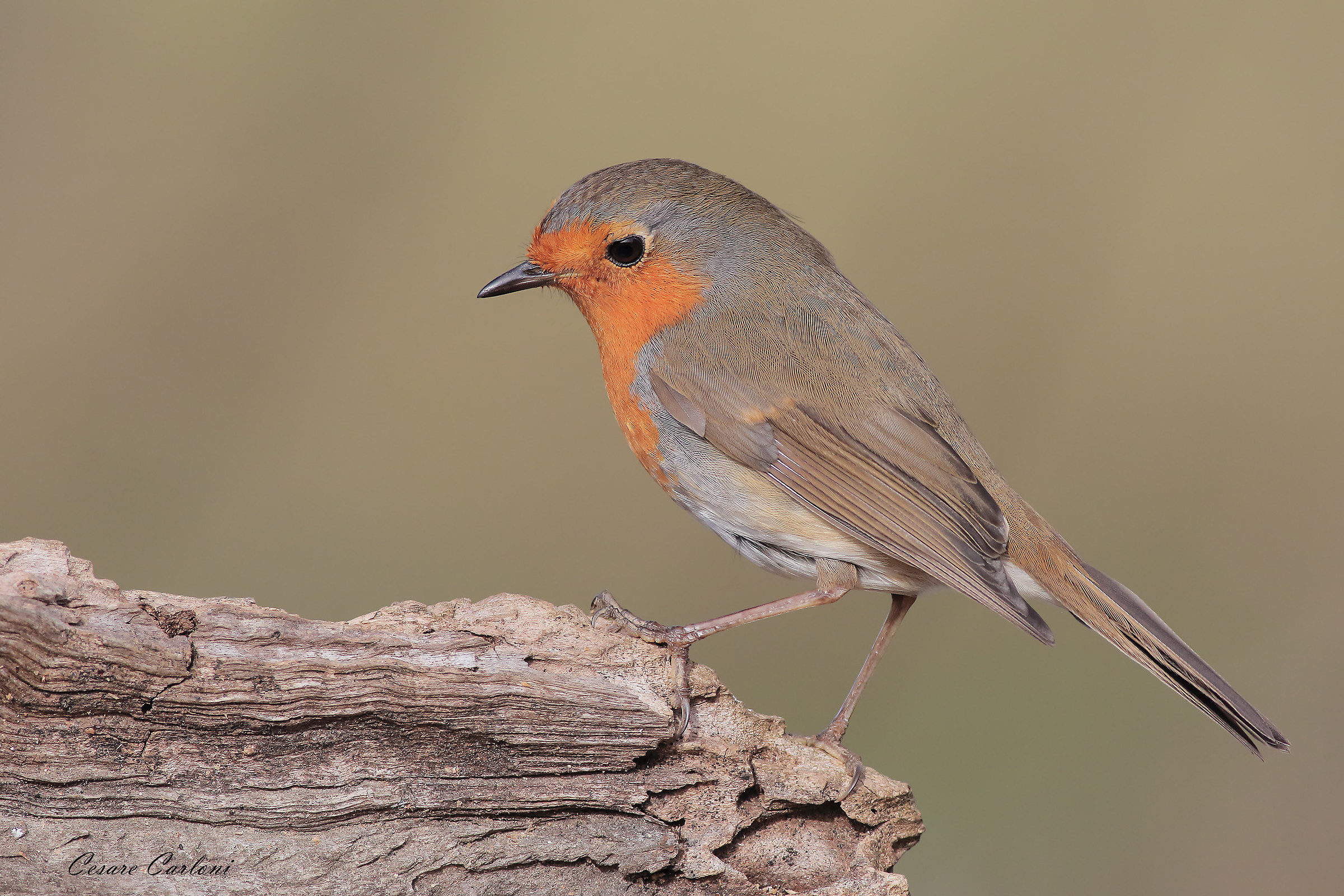 pettirosso (erithacus rubecula)