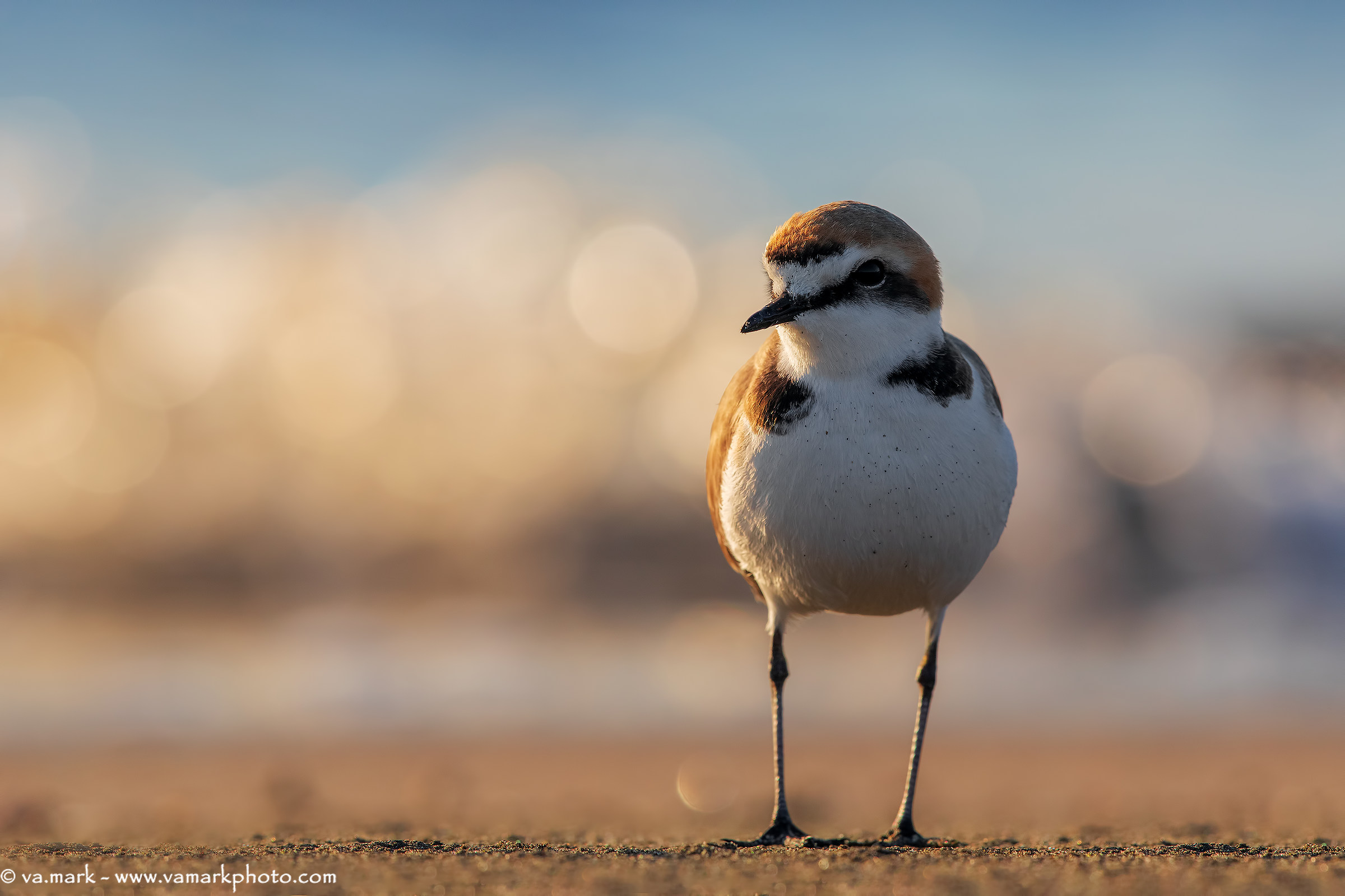 The little brother The guardian of the shore...