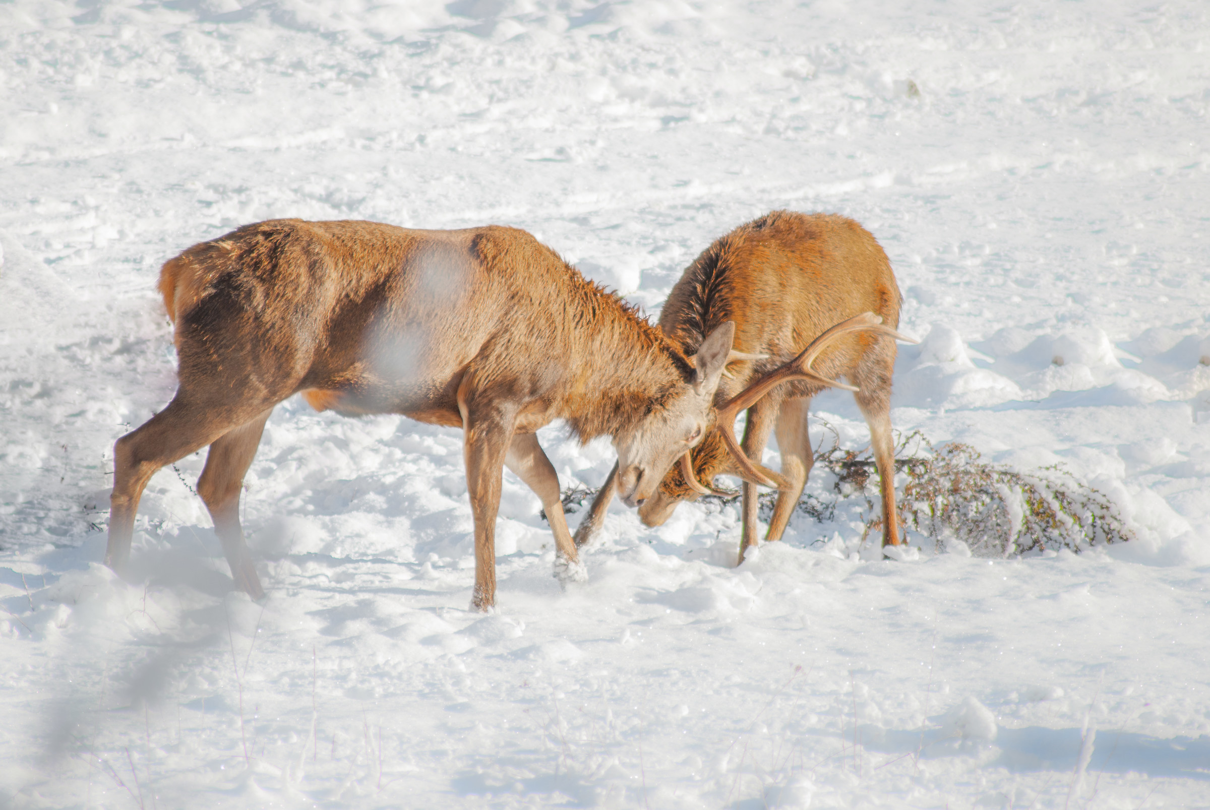 To the sound of heads