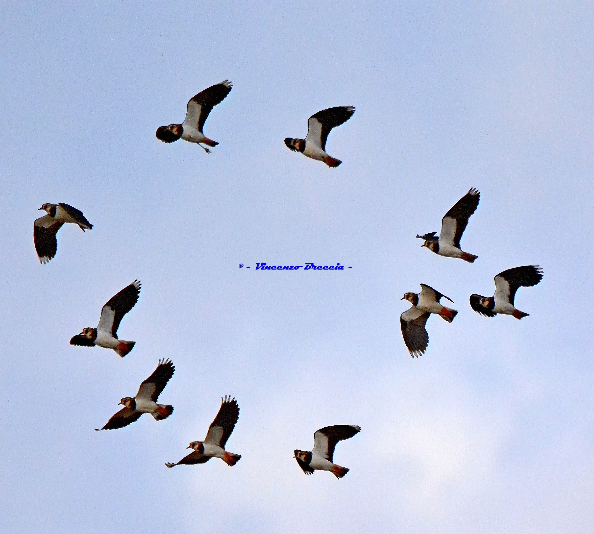 Pavoncelle in volo nei cieli d'inverno