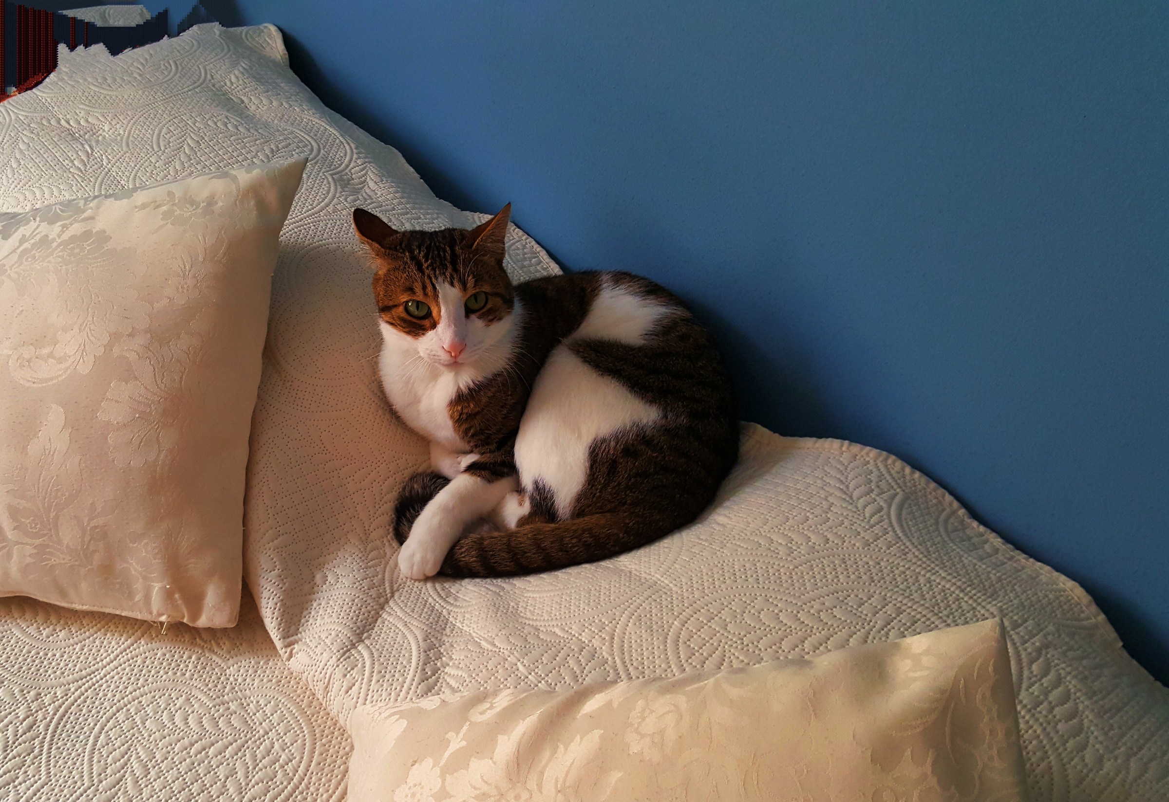 Leopold King of My Bed