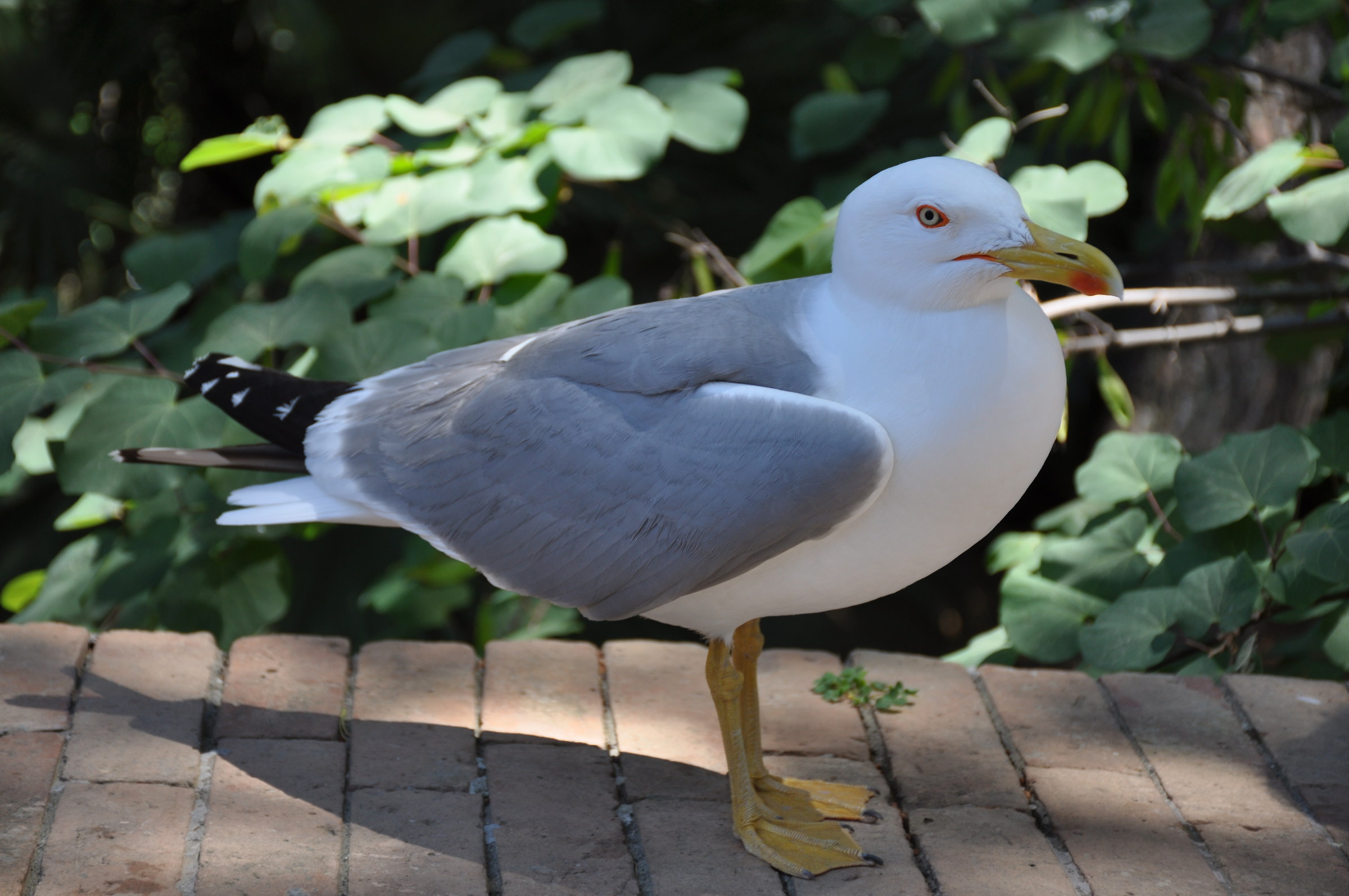 Real Seagull