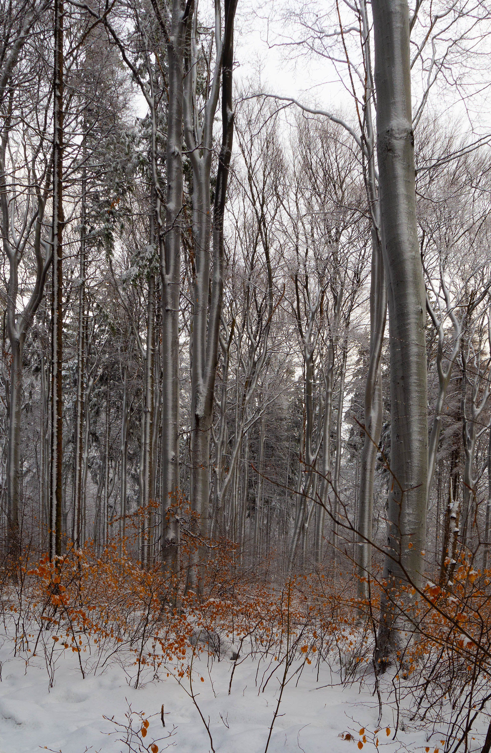 The forest in winter