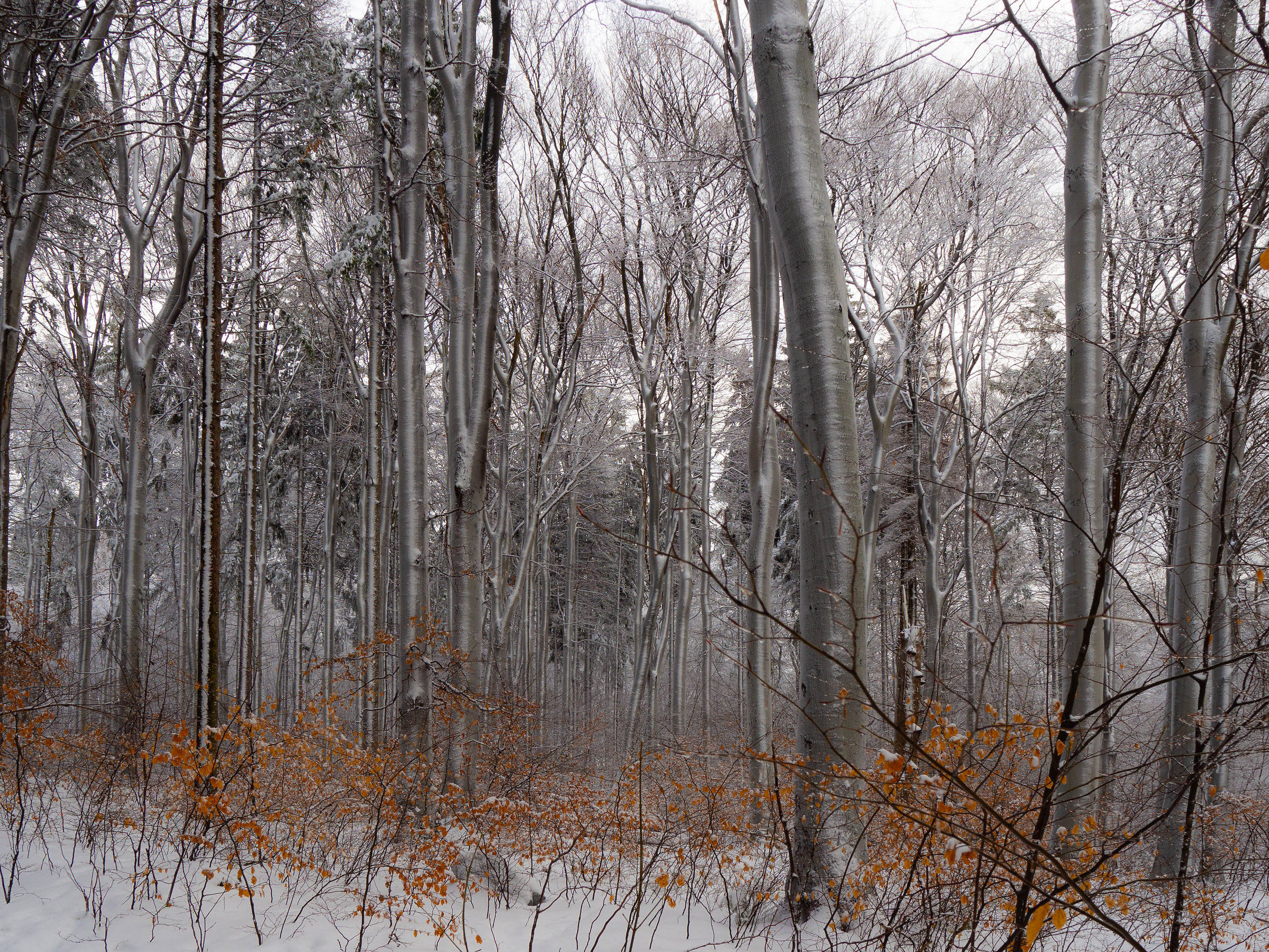 The forest in winter1