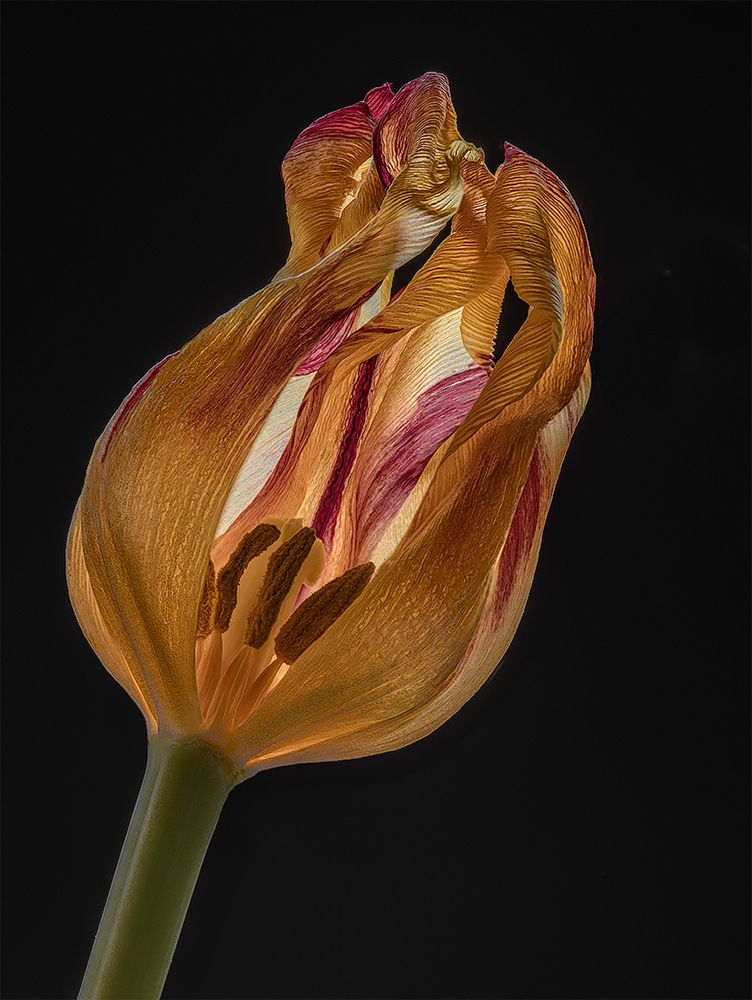 Third Age Tulip