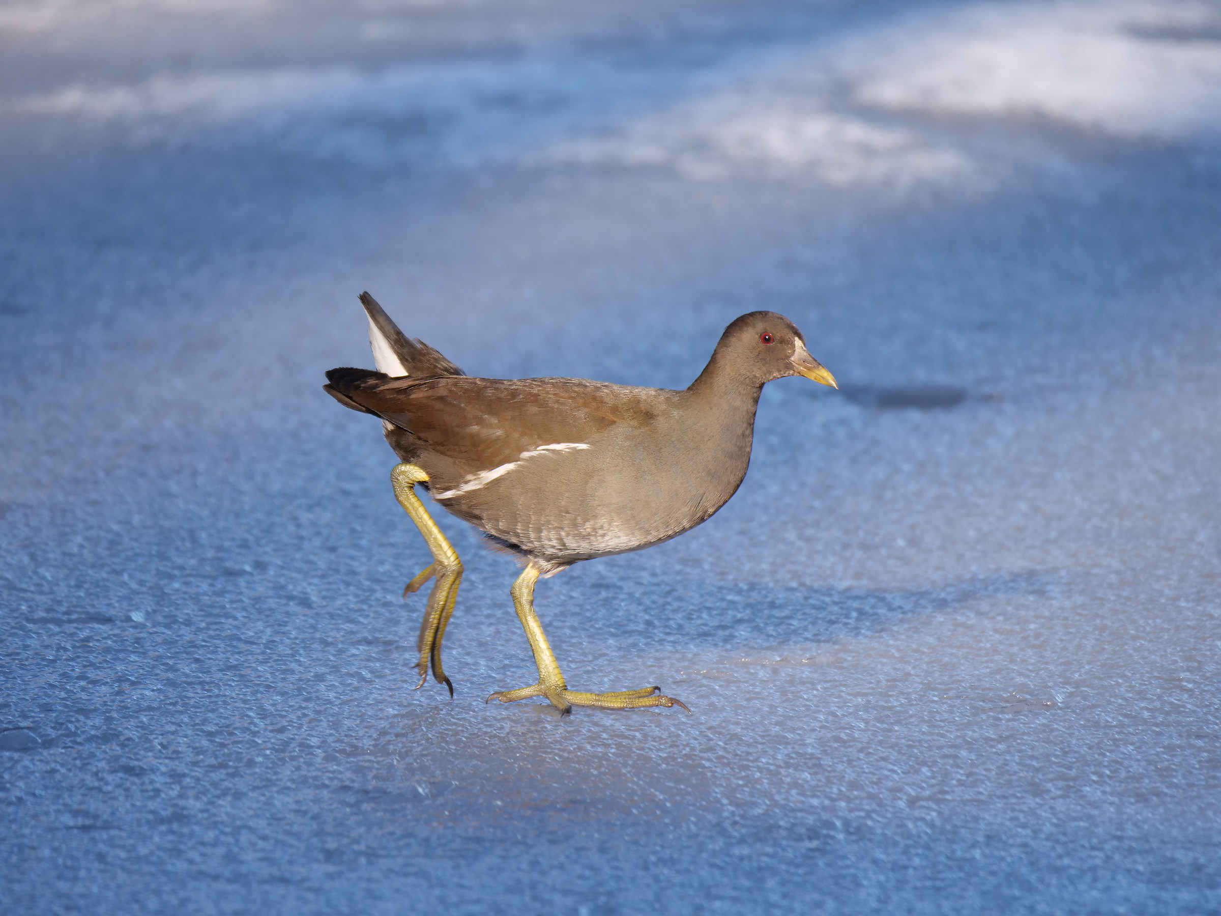 Water hen (Gallinula chloropus)